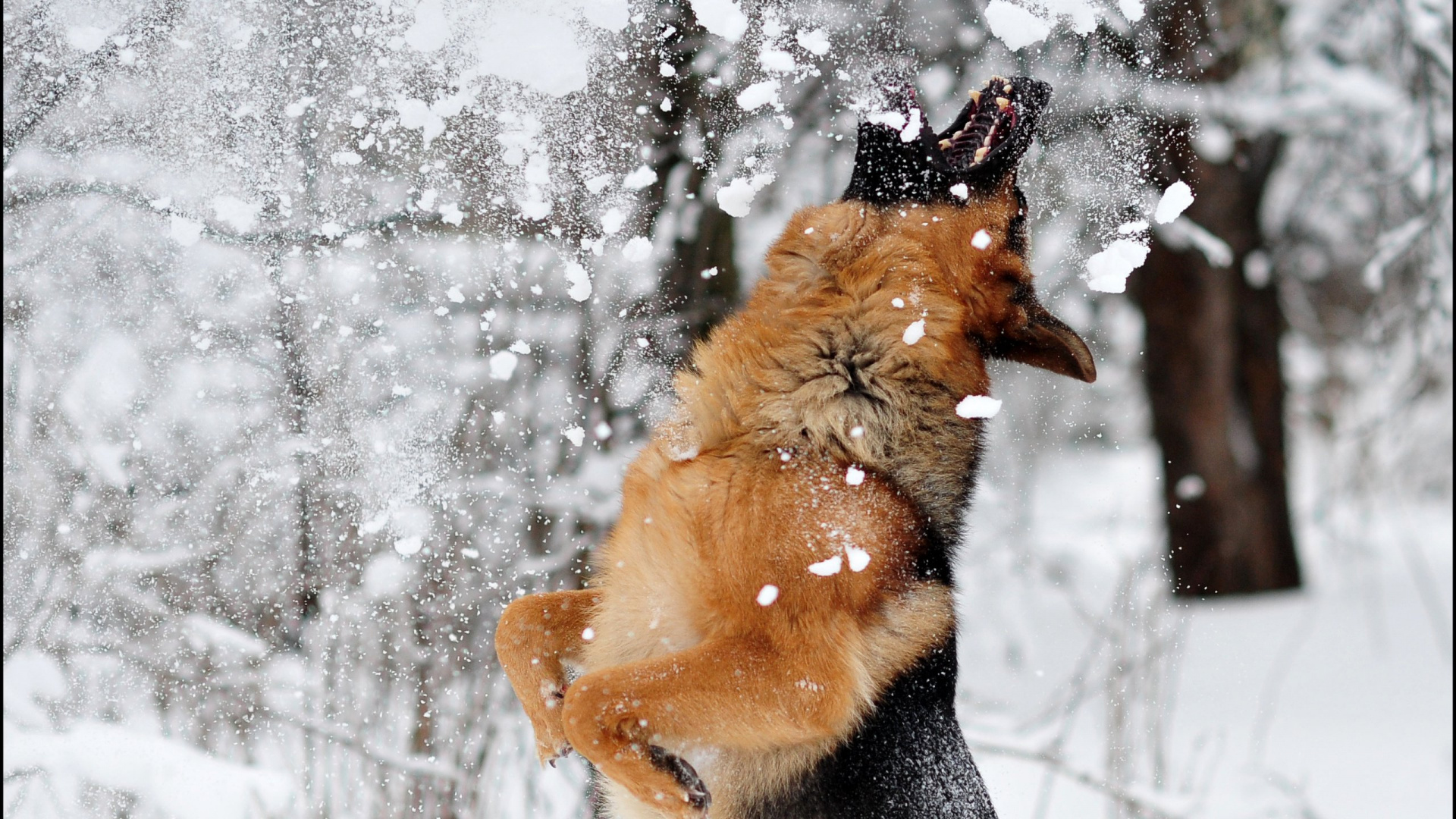 Berger Allemand Brun et Noir Sur un Sol Couvert de Neige Pendant la Journée. Wallpaper in 1920x1080 Resolution