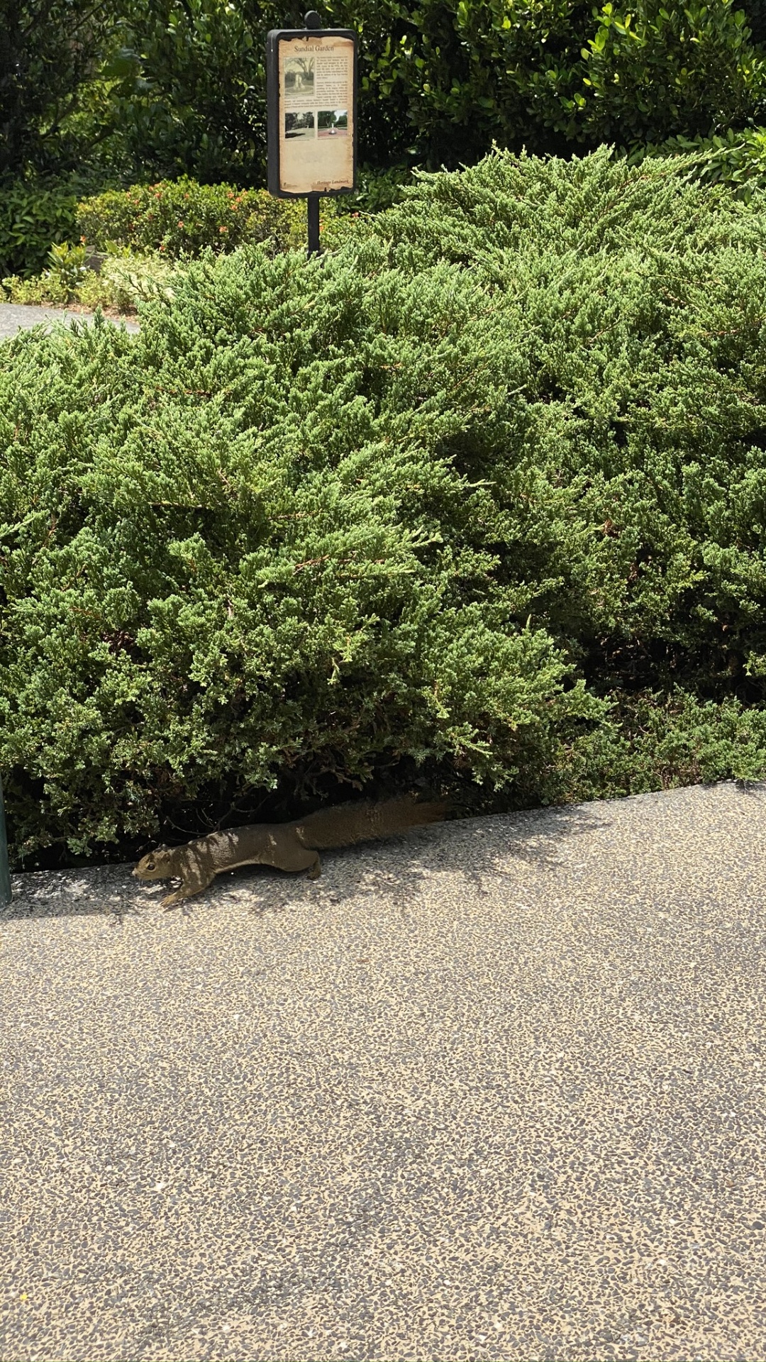 Baum, Heideflächen, Garden, Vegetation, Hedge. Wallpaper in 1080x1920 Resolution