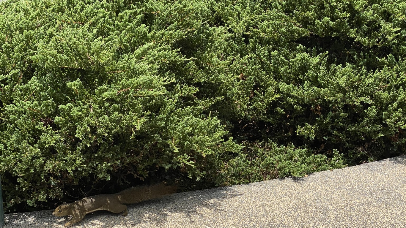 Baum, Heideflächen, Garden, Vegetation, Hedge. Wallpaper in 1366x768 Resolution