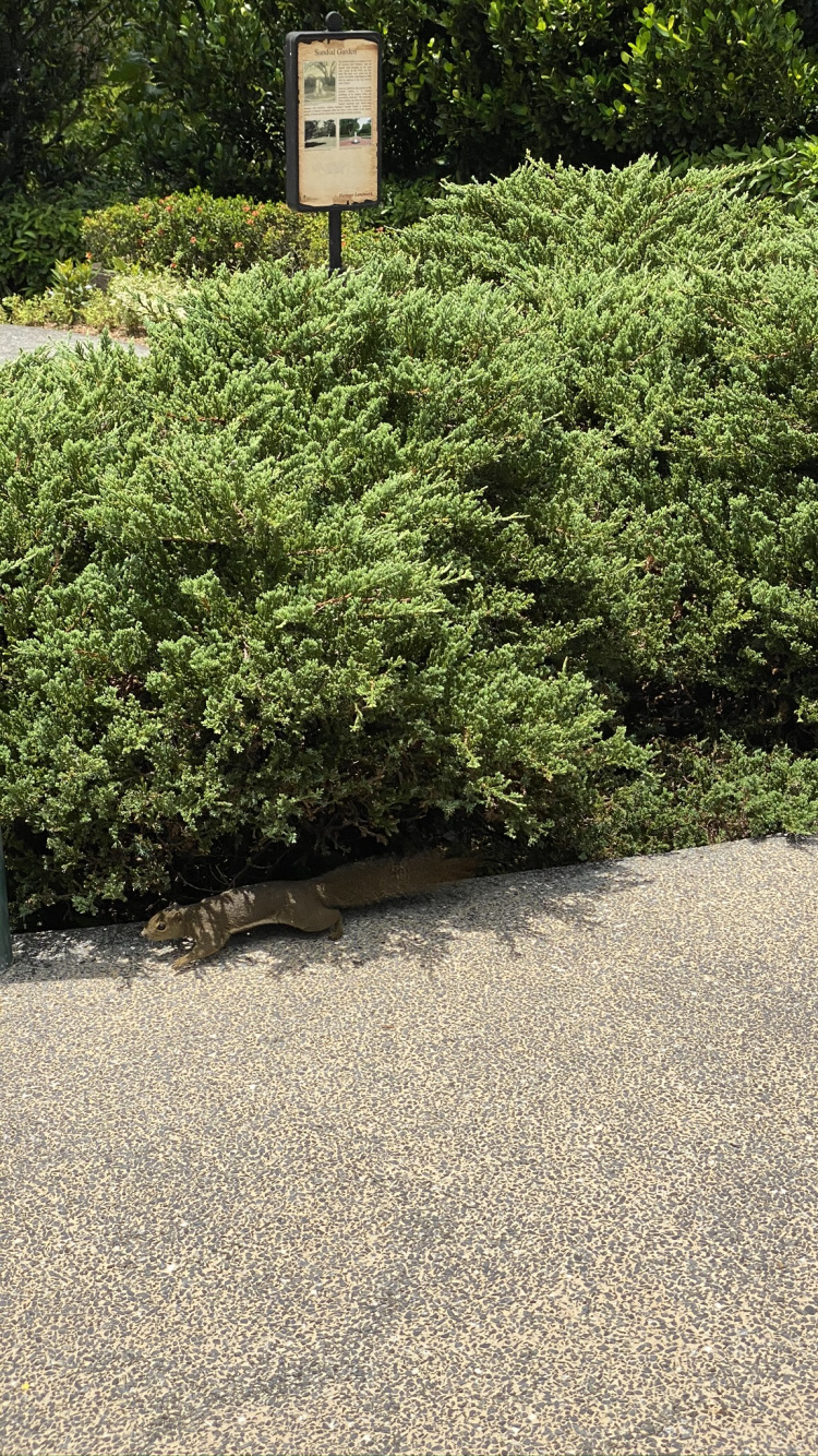 Baum, Heideflächen, Garden, Vegetation, Hedge. Wallpaper in 750x1334 Resolution