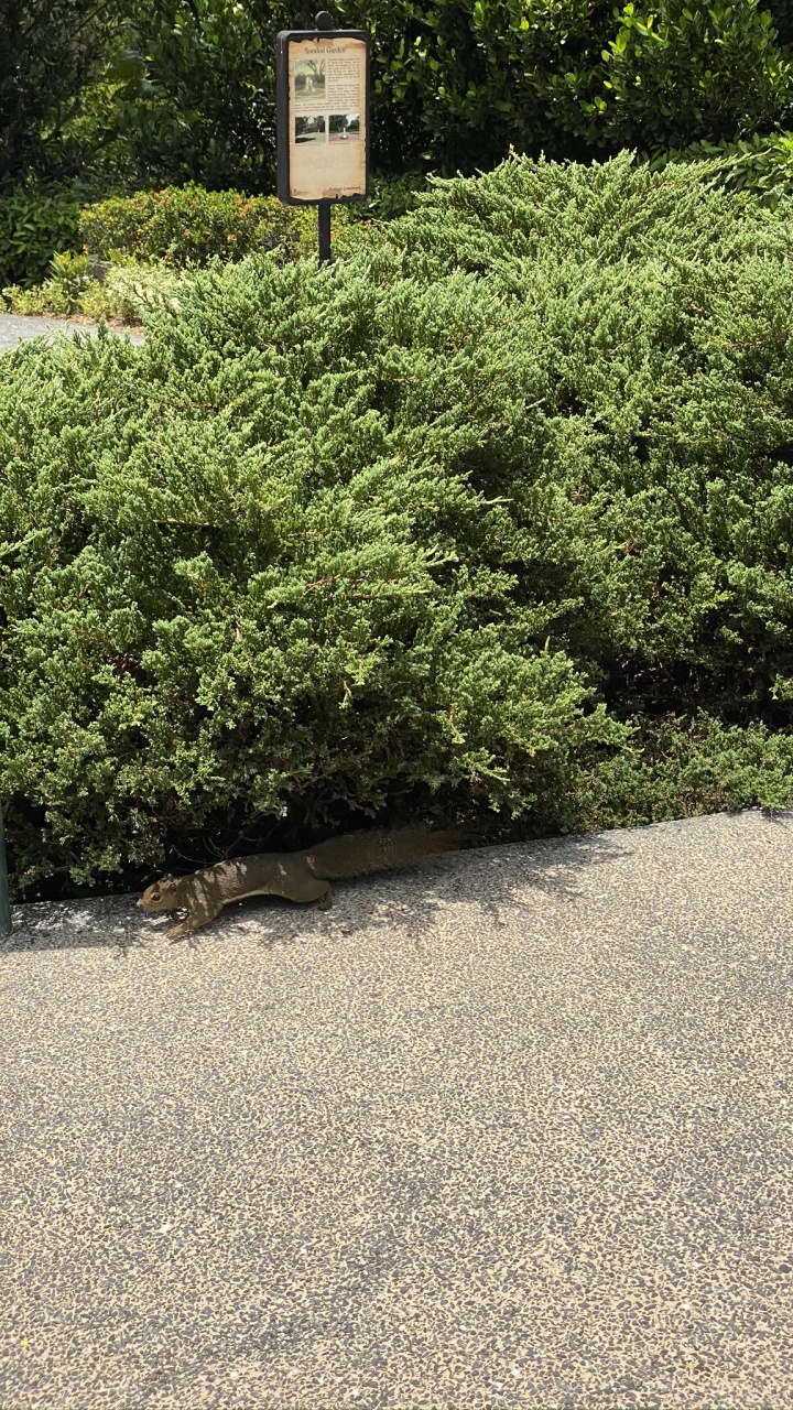 花园, 植被, 对冲, 灌木, 地被 壁纸 720x1280 允许