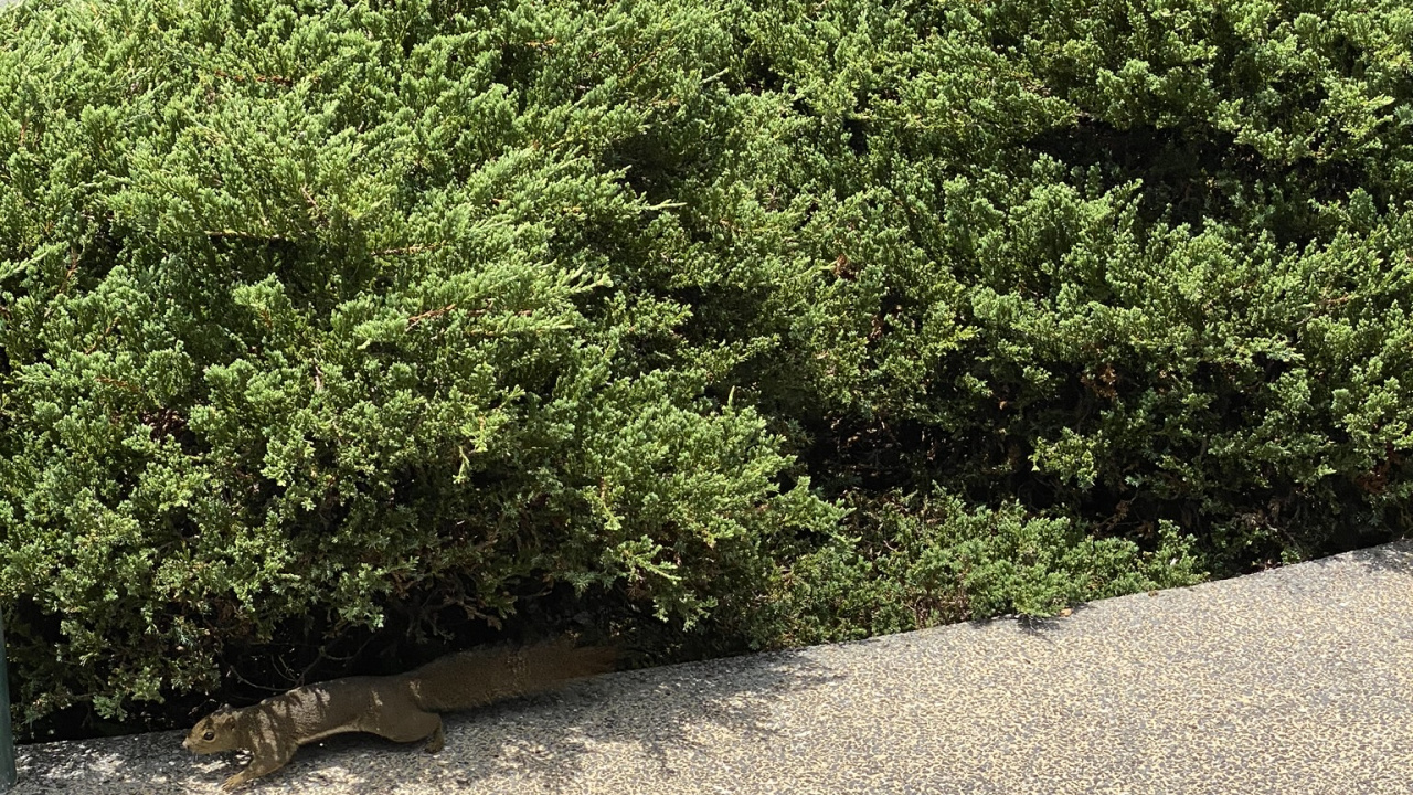 Tree, Shrubland, Garden, Vegetation, Hedge. Wallpaper in 1280x720 Resolution