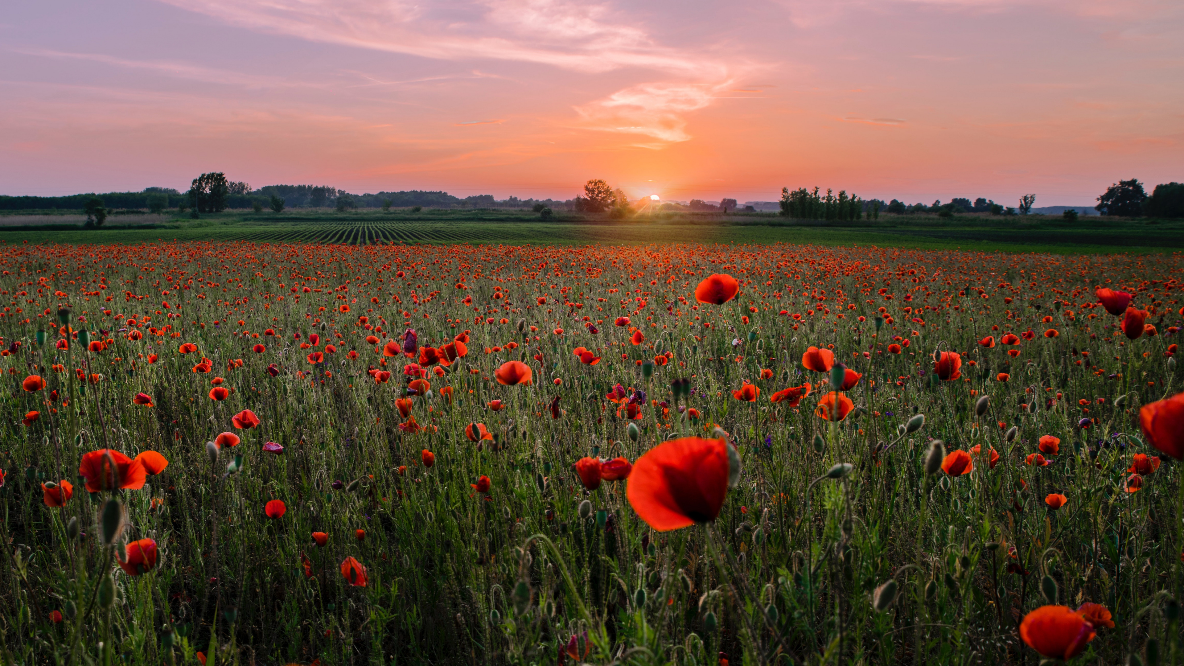Red Tulips Field Under Blue Sky During Daytime. Wallpaper in 3840x2160 Resolution