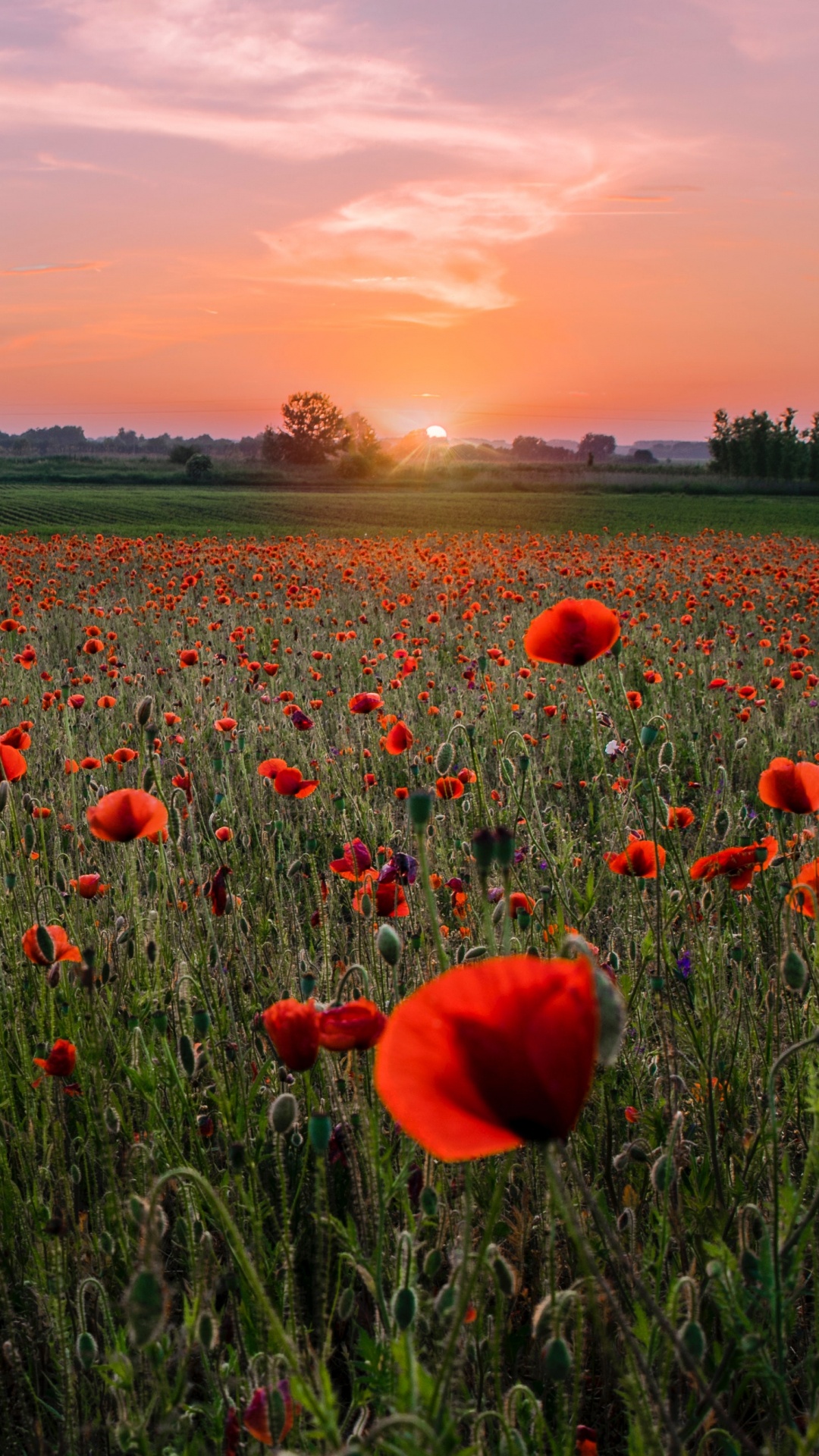 Champ de Tulipes Rouges Sous Ciel Bleu Pendant la Journée. Wallpaper in 1080x1920 Resolution