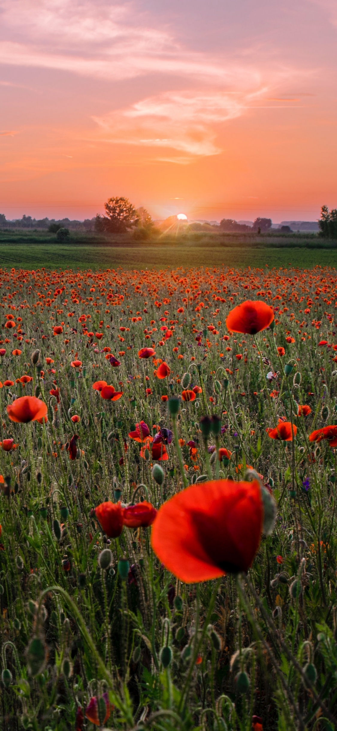 Champ de Tulipes Rouges Sous Ciel Bleu Pendant la Journée. Wallpaper in 1125x2436 Resolution