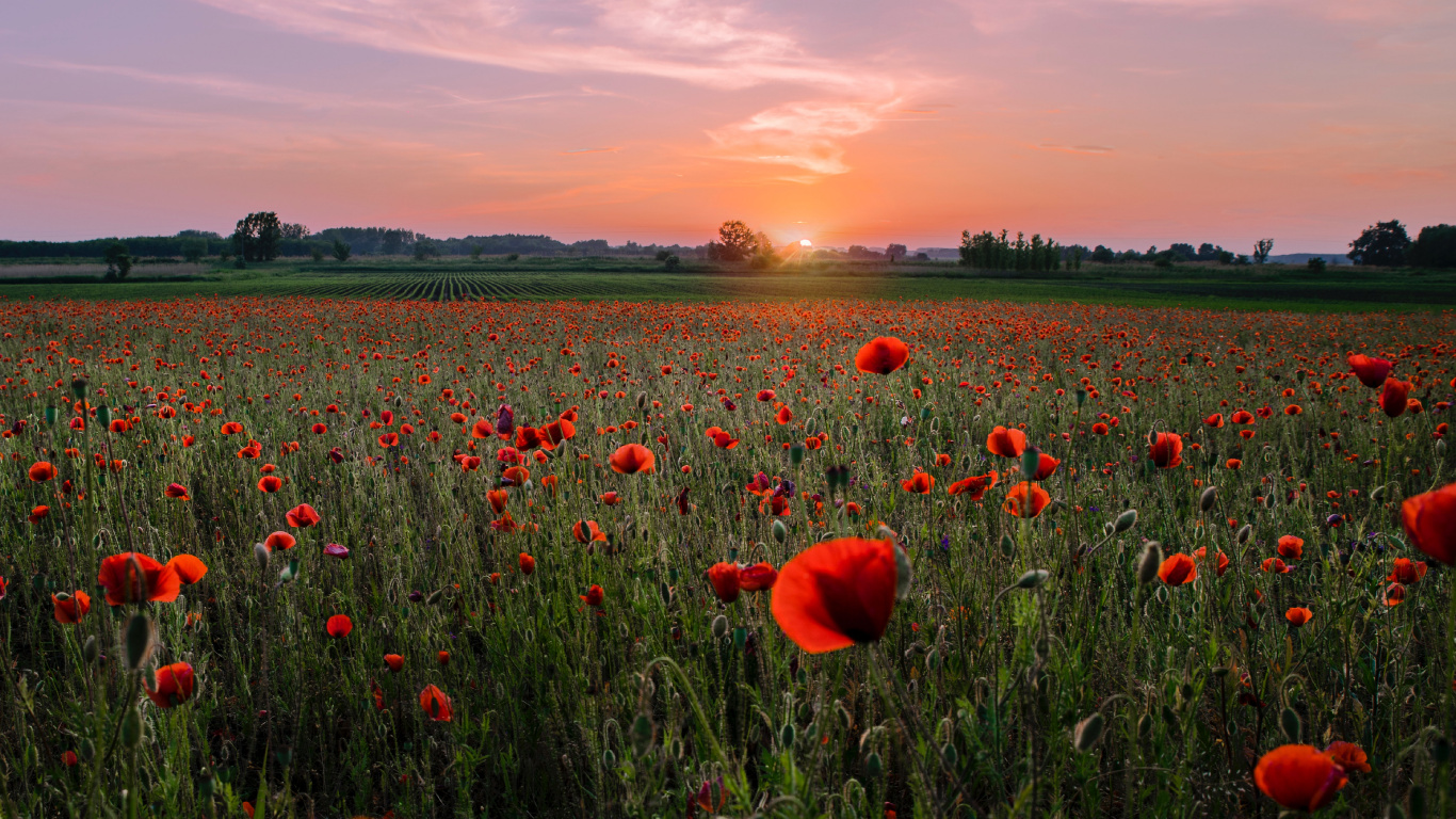 Champ de Tulipes Rouges Sous Ciel Bleu Pendant la Journée. Wallpaper in 1366x768 Resolution