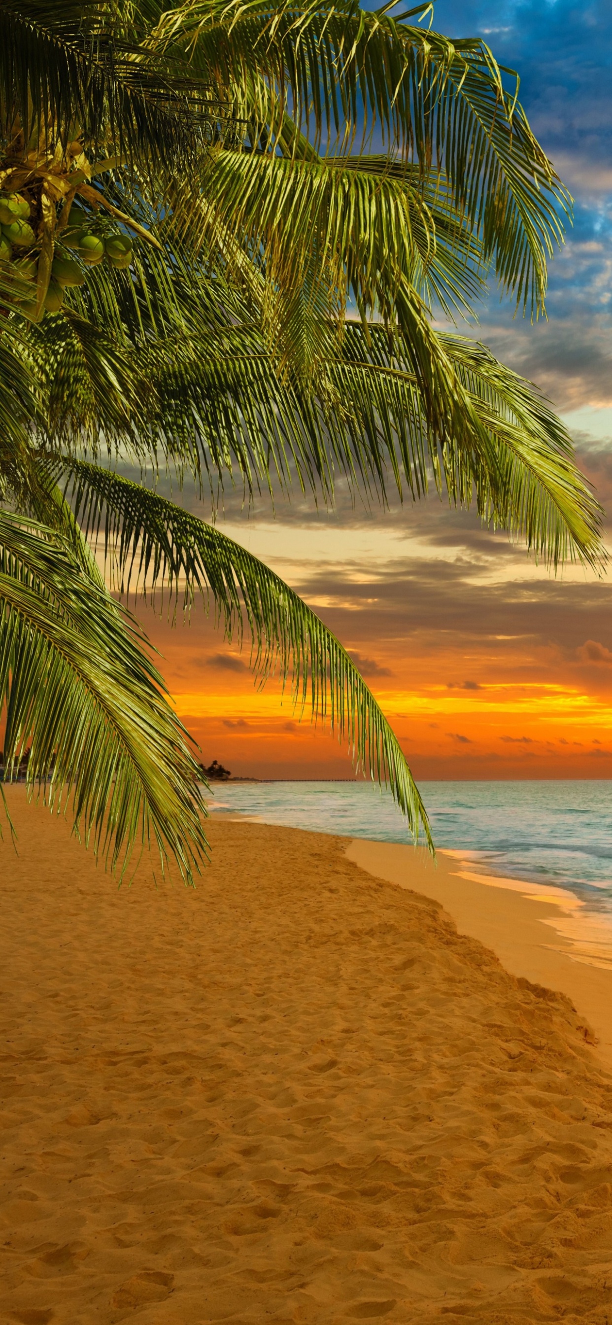 Palm Tree on Beach Shore During Sunset. Wallpaper in 1242x2688 Resolution