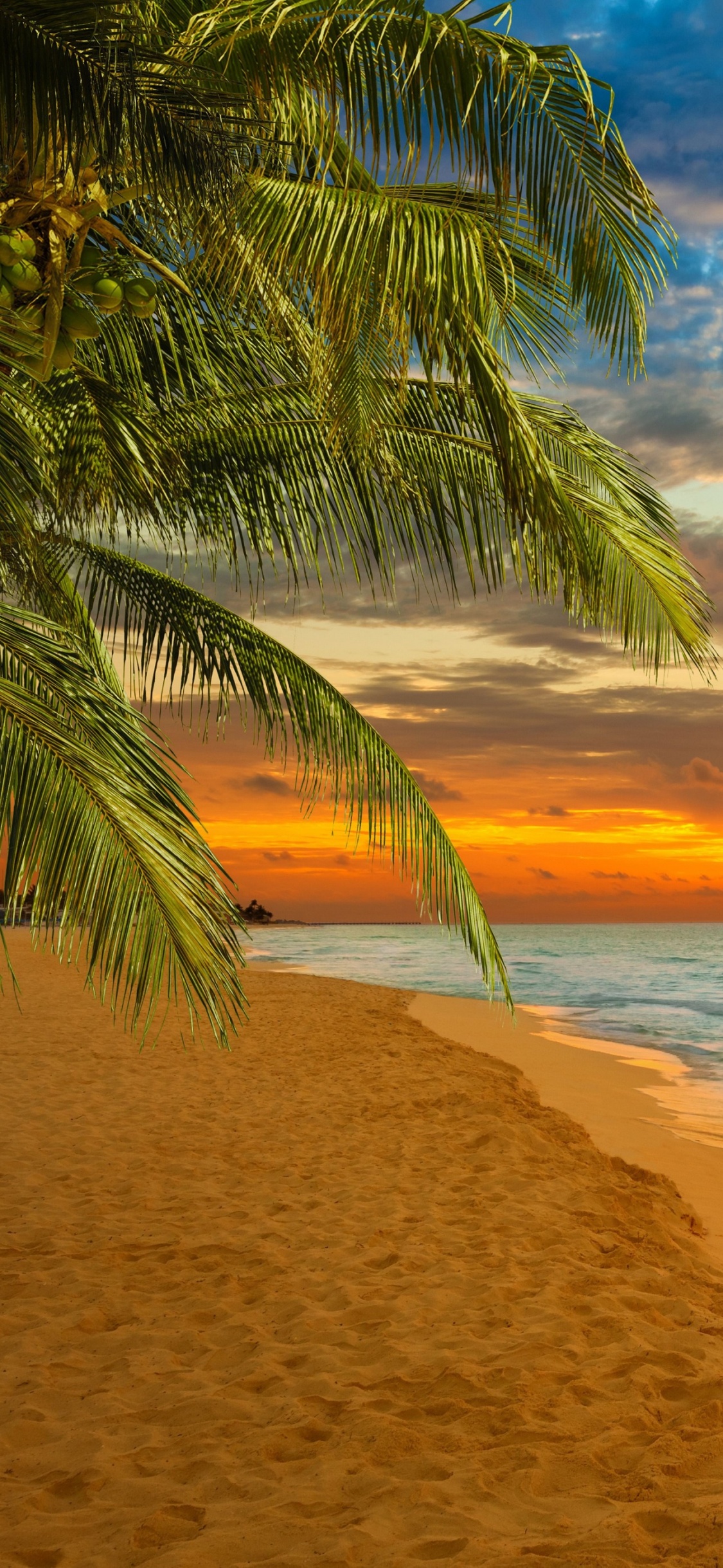 Palmera en la Orilla de la Playa Durante la Puesta de Sol. Wallpaper in 1125x2436 Resolution