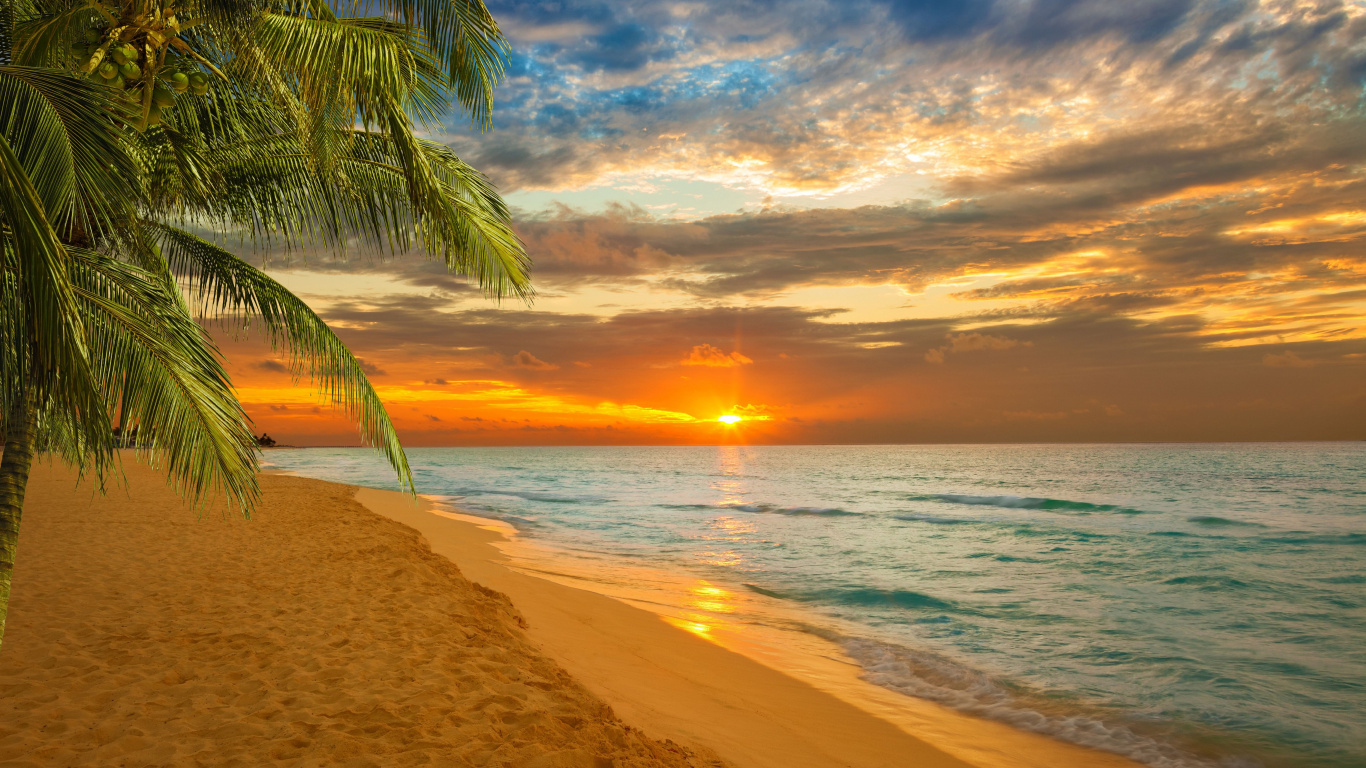 Palmera en la Orilla de la Playa Durante la Puesta de Sol. Wallpaper in 1366x768 Resolution