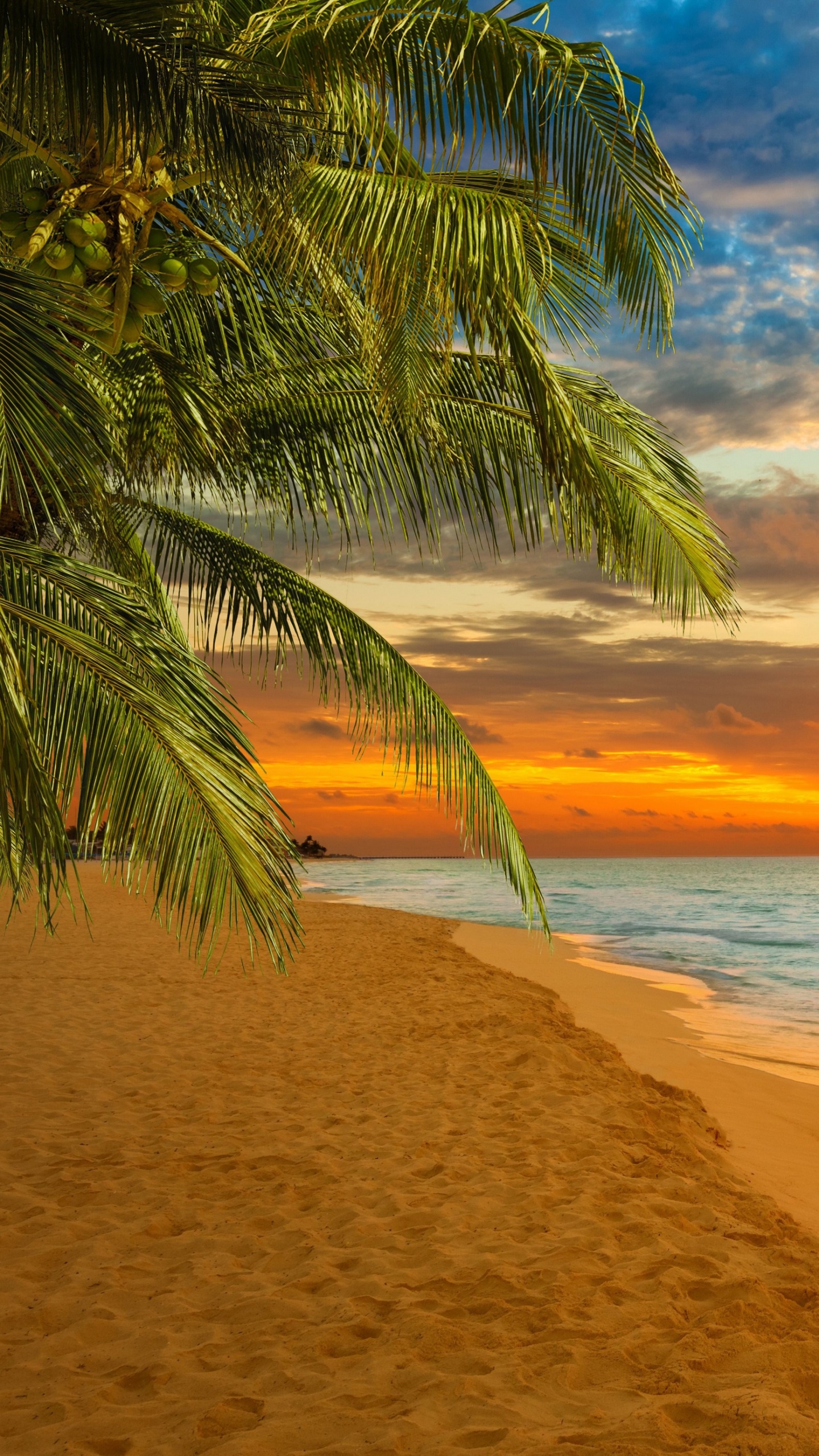 Palmera en la Orilla de la Playa Durante la Puesta de Sol. Wallpaper in 1440x2560 Resolution