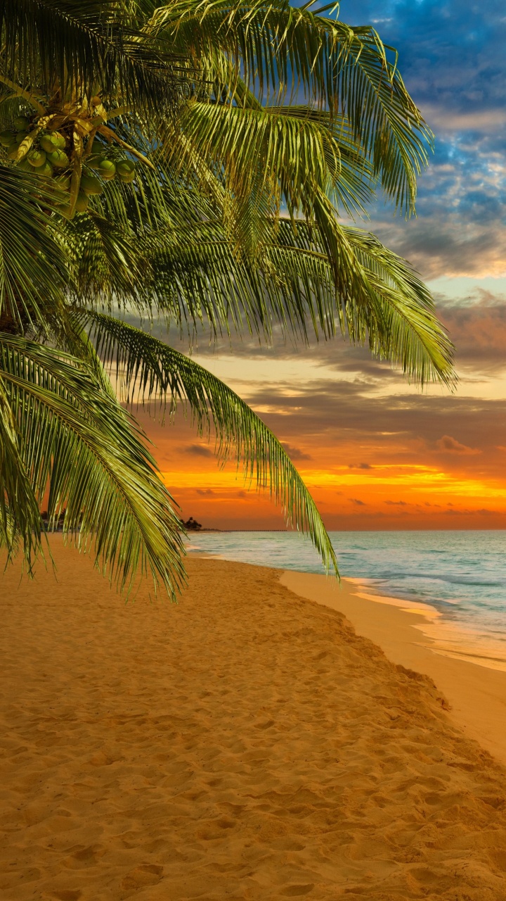 Palmera en la Orilla de la Playa Durante la Puesta de Sol. Wallpaper in 720x1280 Resolution