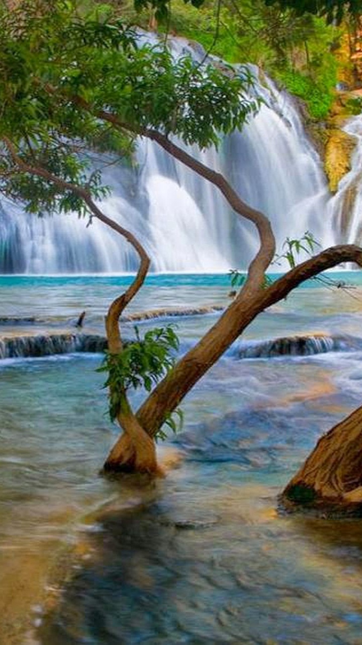 Brown Tree Branch on Water Falls. Wallpaper in 720x1280 Resolution