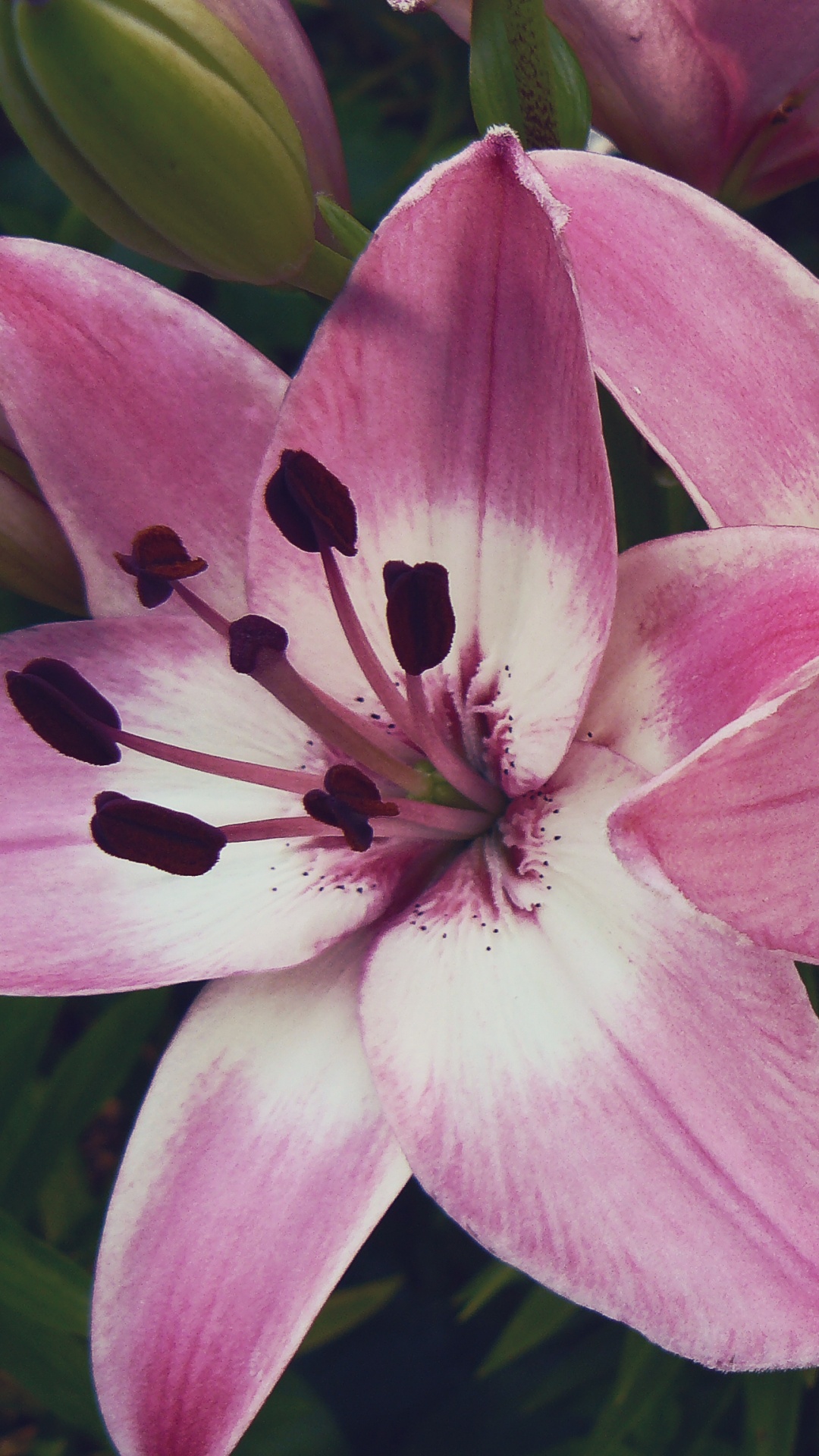 Pink and White Flower in Macro Shot. Wallpaper in 1080x1920 Resolution