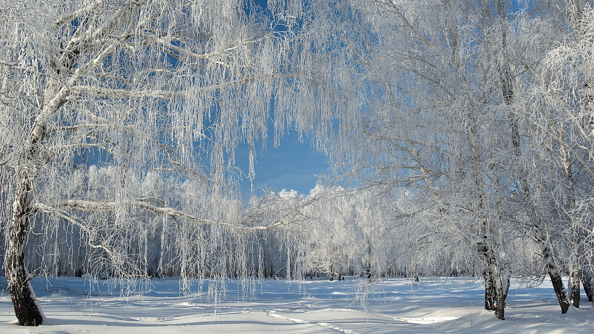 Snow Covered Trees During Daytime. Wallpaper in 1920x1080 Resolution