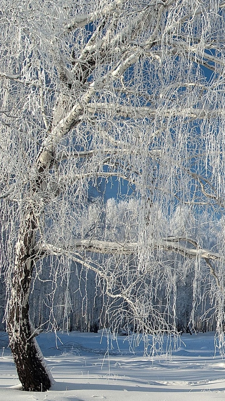 冬天, 冻结, 木本植物, Birch, 性质 壁纸 720x1280 允许