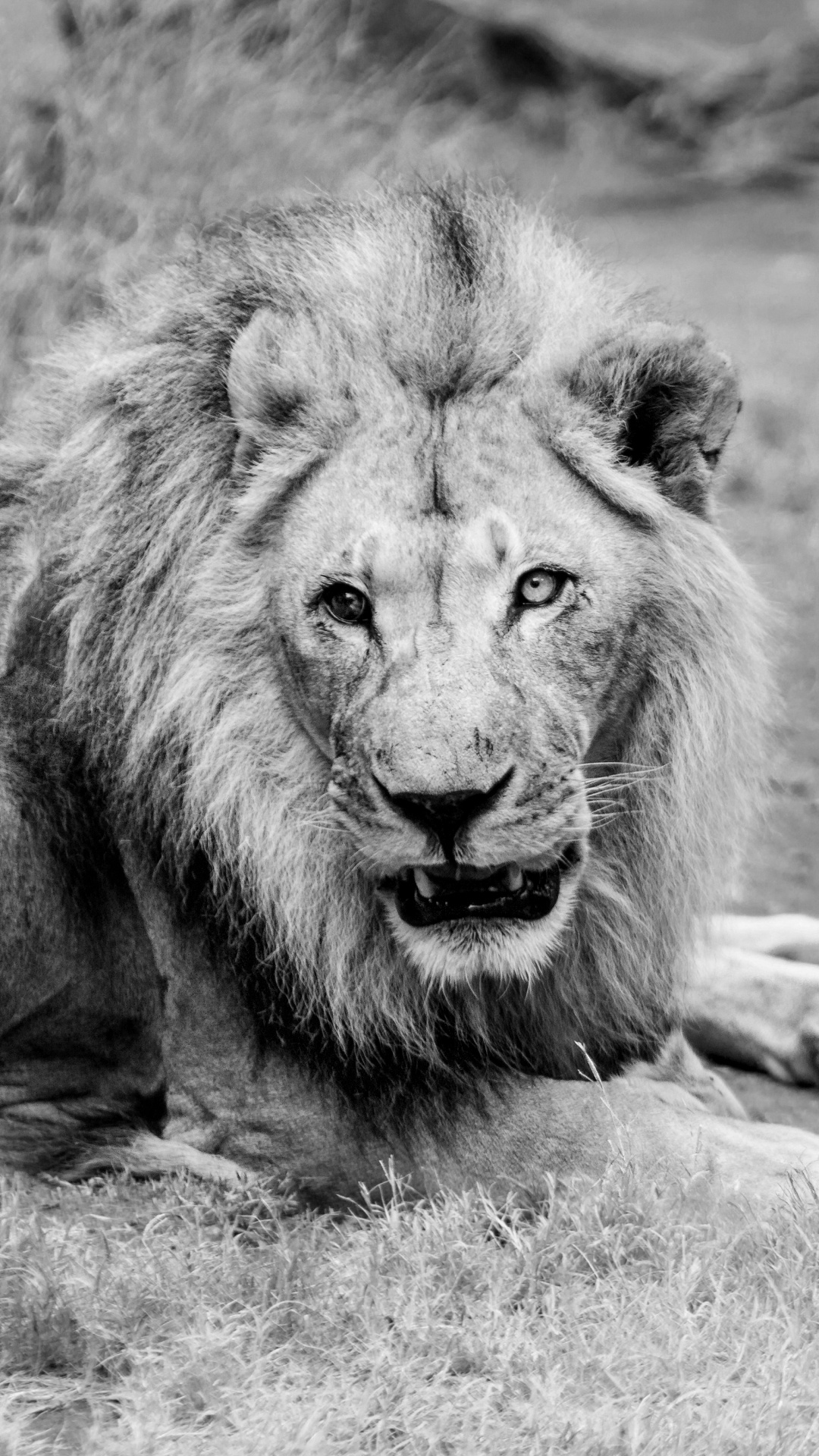 Lion Allongé Sur le Sol en Photographie en Niveaux de Gris. Wallpaper in 1080x1920 Resolution
