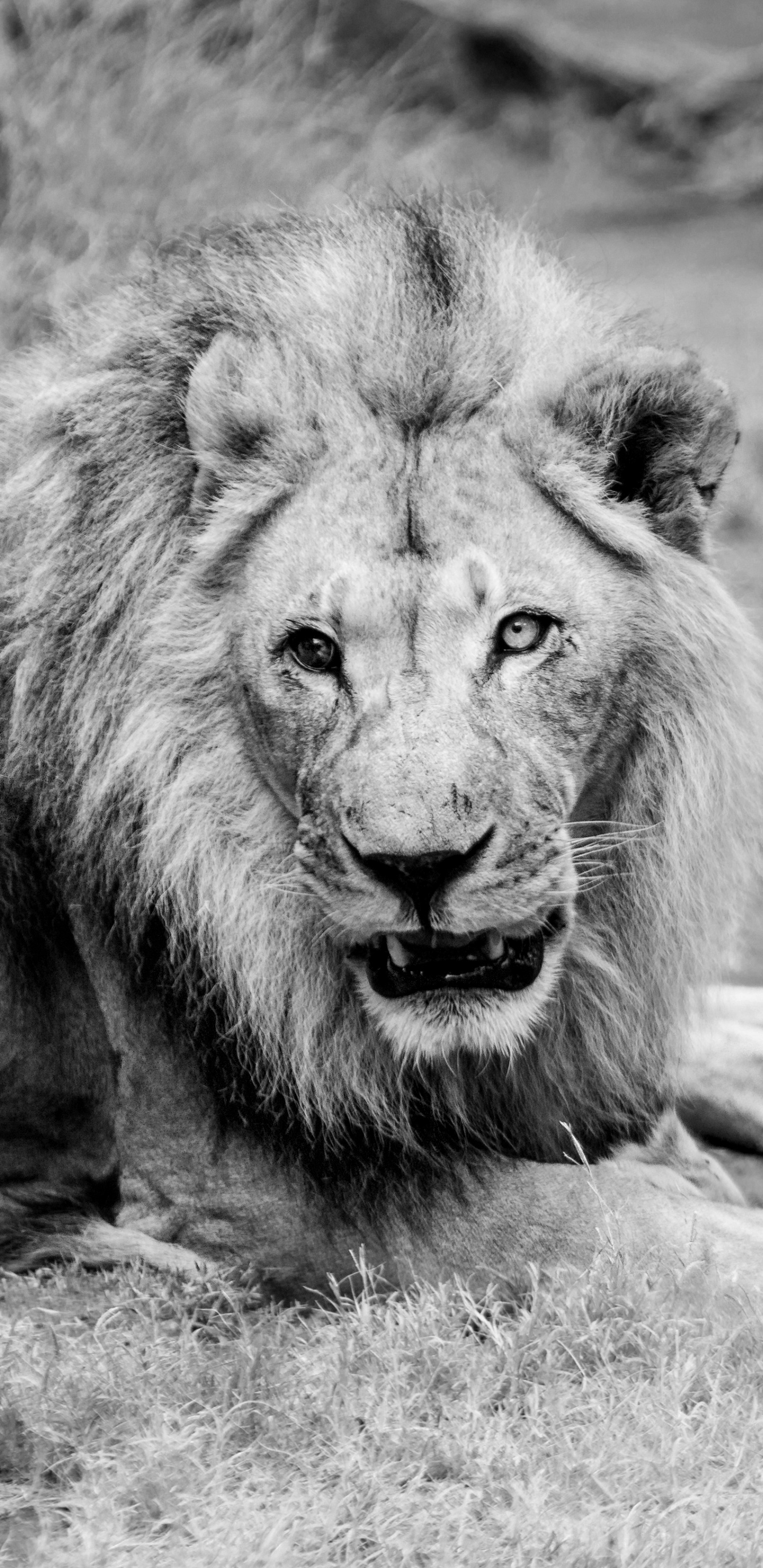Lion Allongé Sur le Sol en Photographie en Niveaux de Gris. Wallpaper in 1440x2960 Resolution