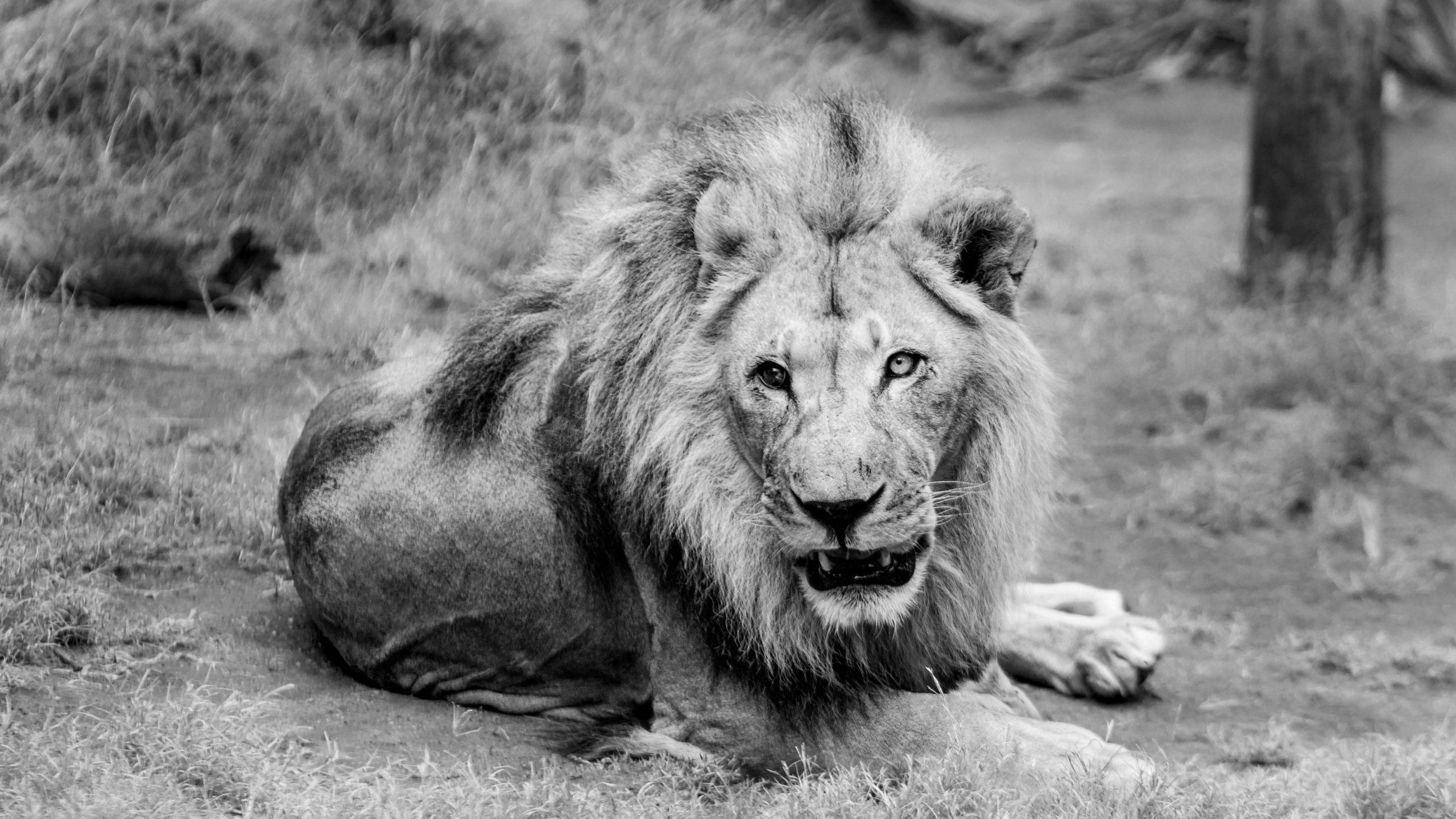 Lion Allongé Sur le Sol en Photographie en Niveaux de Gris. Wallpaper in 2560x1440 Resolution