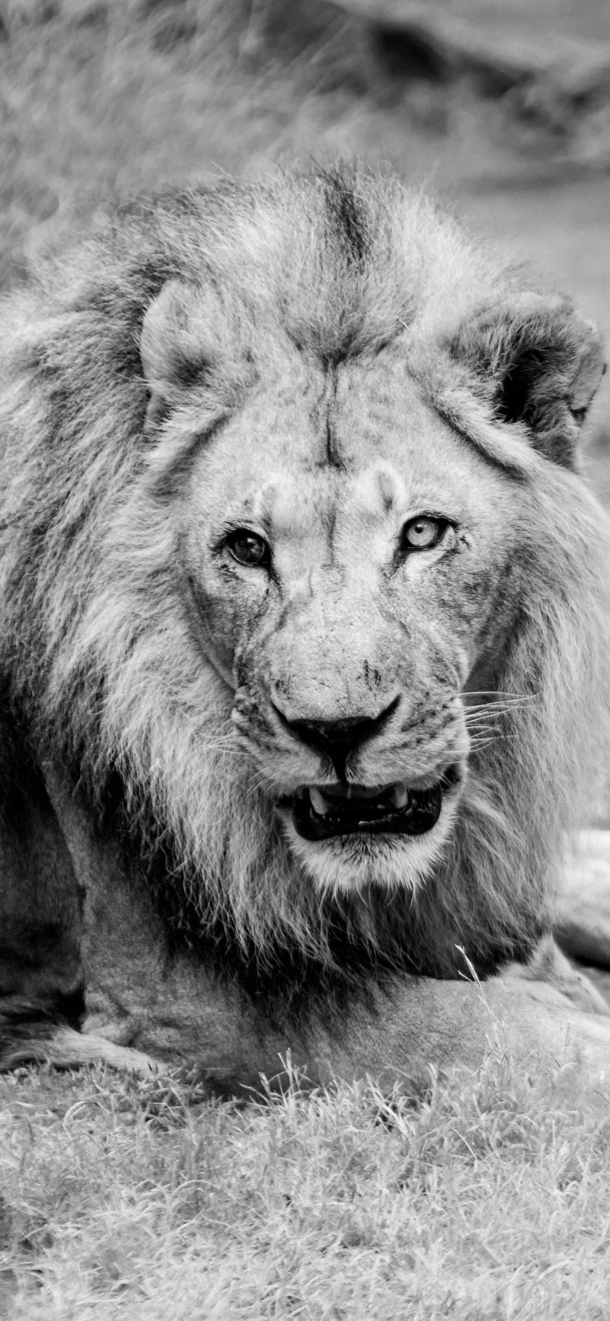 León Tirado en el Suelo en Fotografía en Escala de Grises. Wallpaper in 1242x2688 Resolution