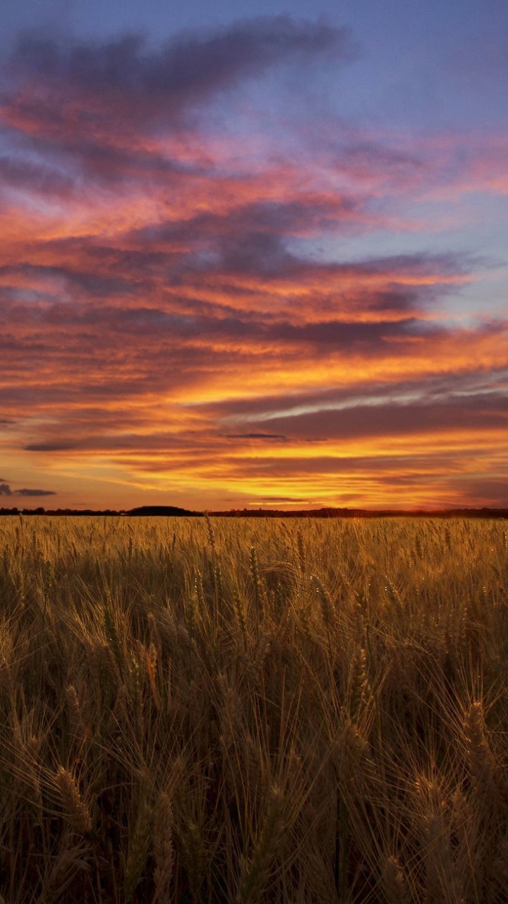 Brown Grass Field During Sunset. Wallpaper in 720x1280 Resolution