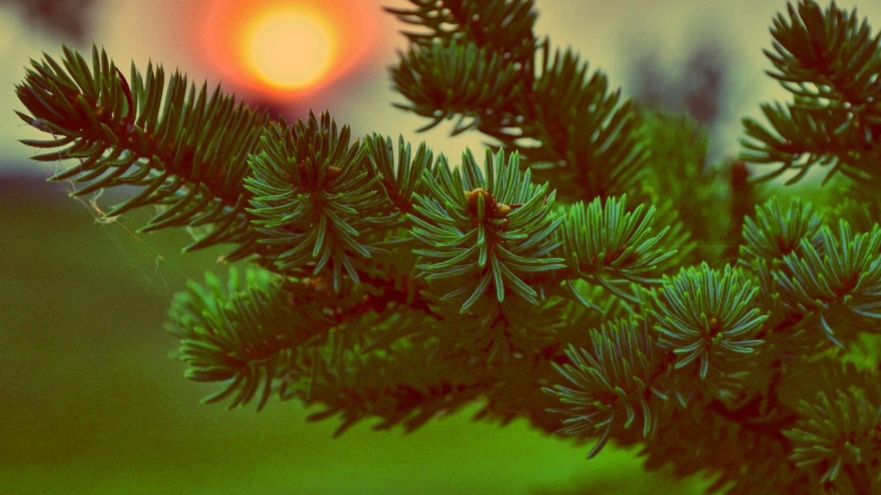 Plante Verte et Rouge au Coucher du Soleil. Wallpaper in 1280x720 Resolution