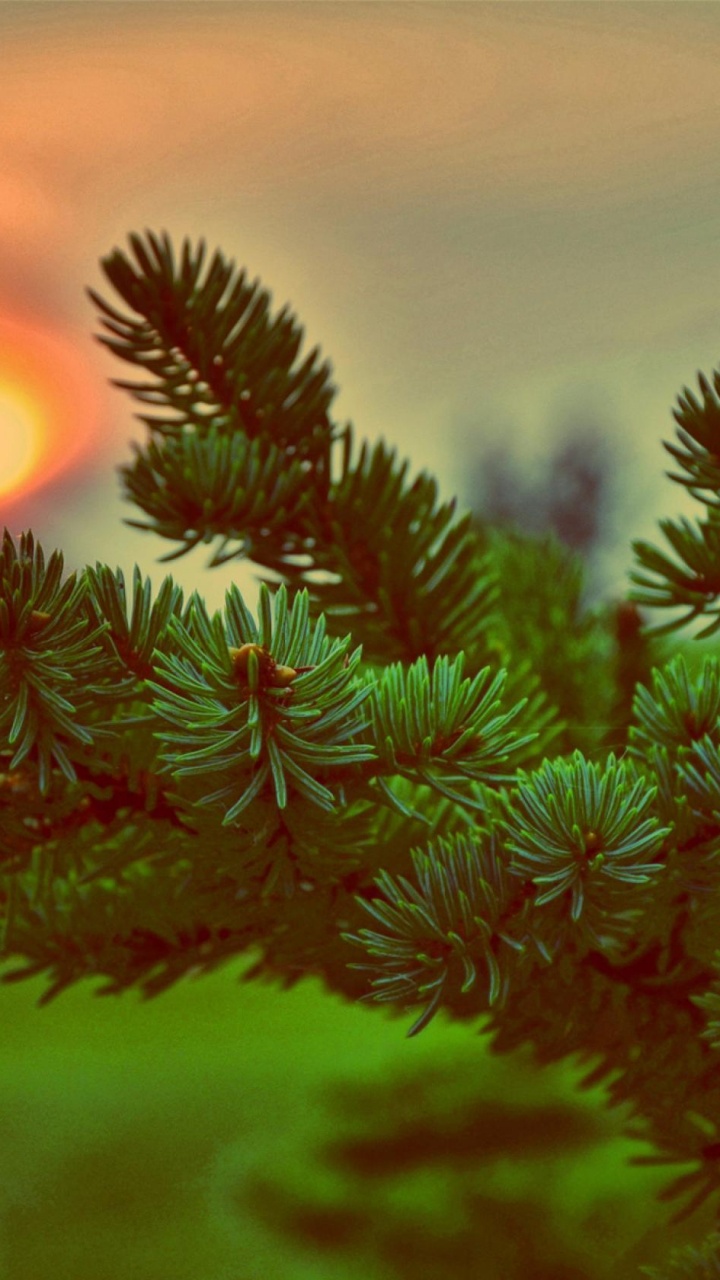 Plante Verte et Rouge au Coucher du Soleil. Wallpaper in 720x1280 Resolution