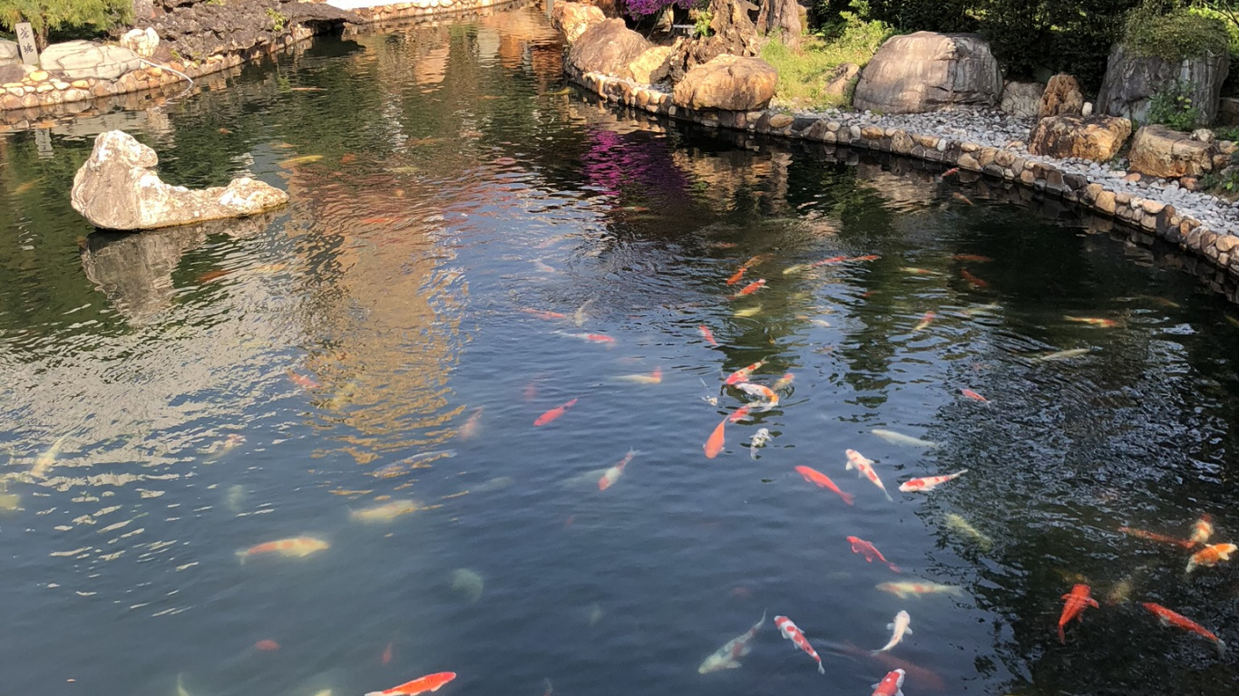 反射, 水道, 水资源, 水的特征, 鱼池塘 壁纸 1366x768 允许