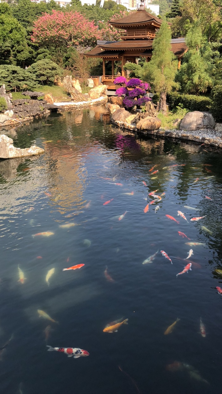 Reflection, Watercourse, Water Resources, Water Feature, Fish Pond. Wallpaper in 720x1280 Resolution