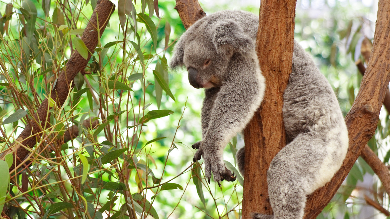 Koala Sur Une Branche D'arbre Brun Pendant la Journée. Wallpaper in 1280x720 Resolution