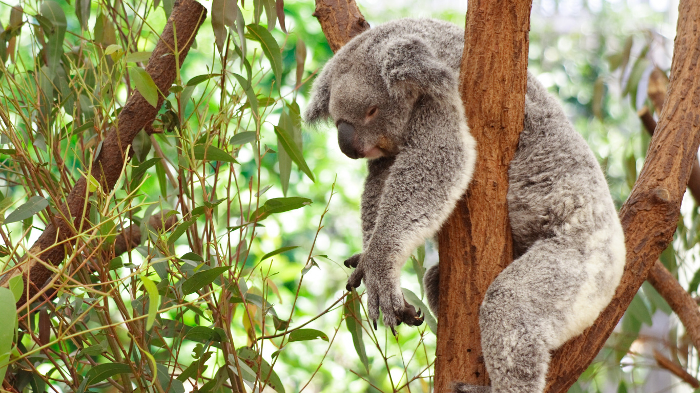 Koala Bear on Brown Tree Branch During Daytime. Wallpaper in 1366x768 Resolution