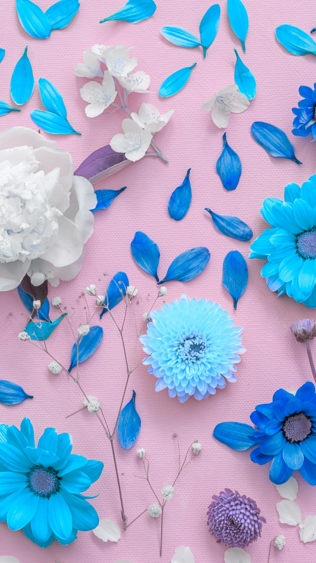 Chrysanthème, White, Blue, Pétale, Azure. Wallpaper in 1080x1920 Resolution