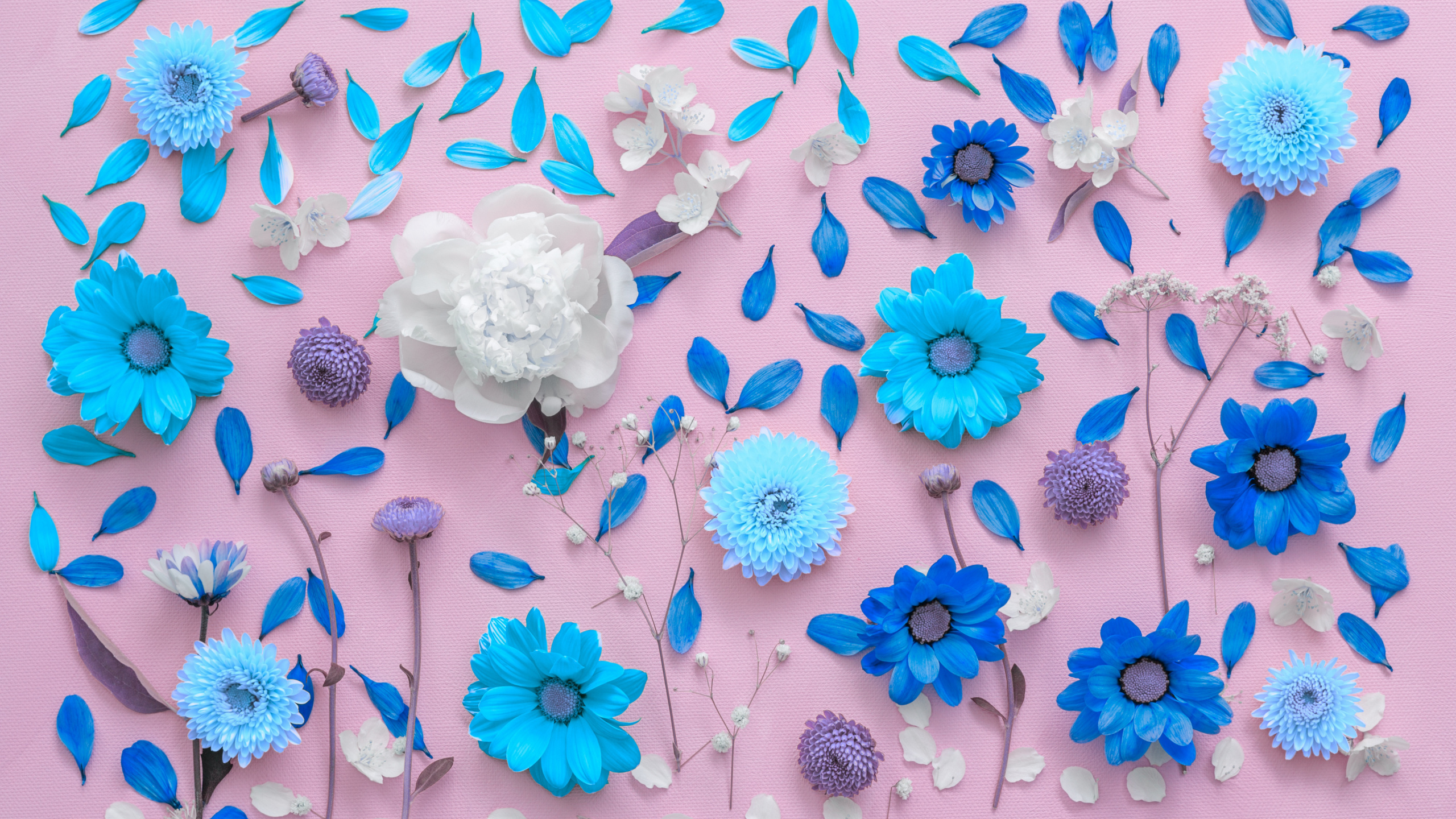 Flower, Chrysanthemum, White, Blue, Petal. Wallpaper in 2560x1440 Resolution