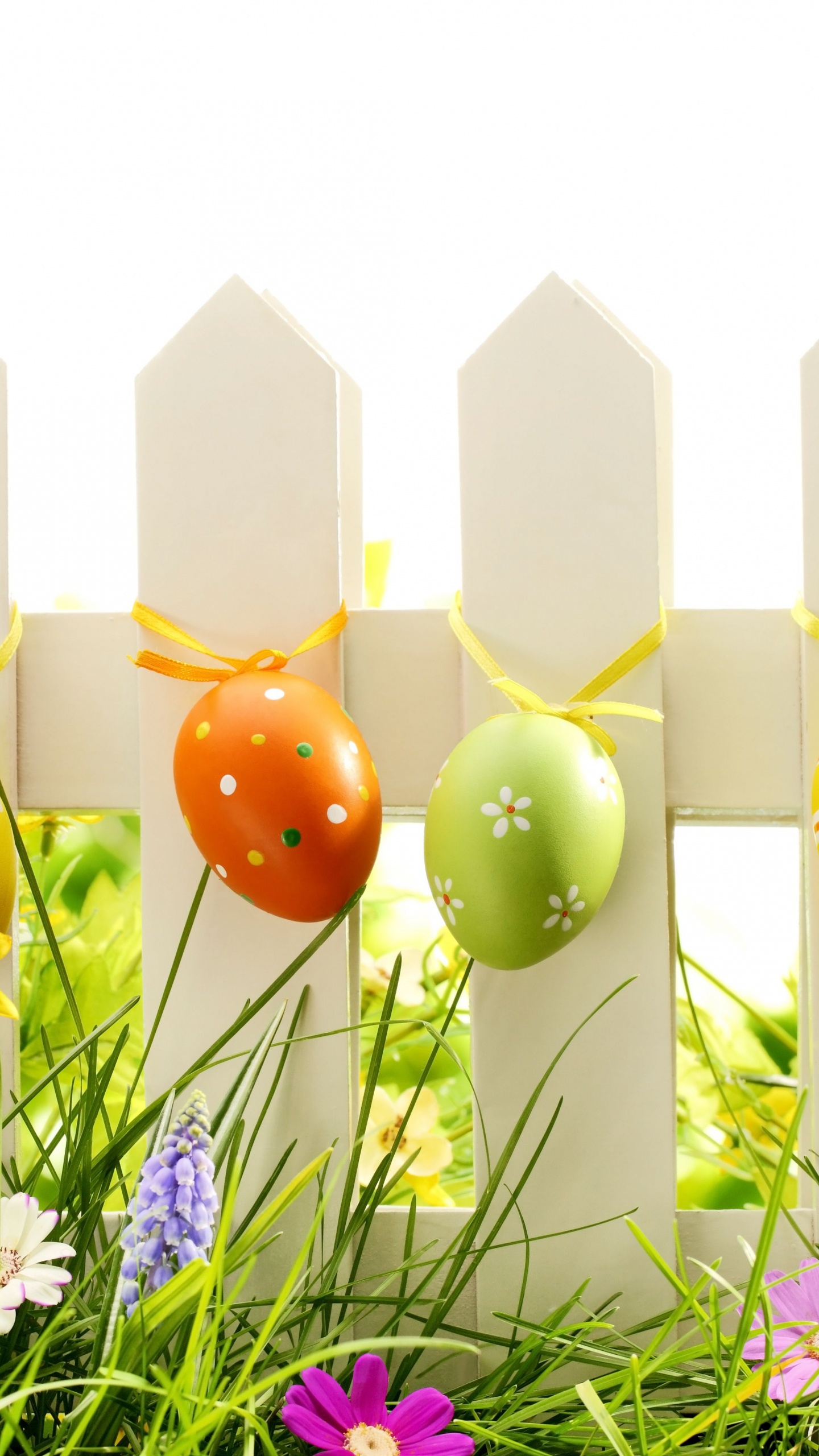 Osterei, Gras, Wiese, Ostern, Handhelds. Wallpaper in 1440x2560 Resolution