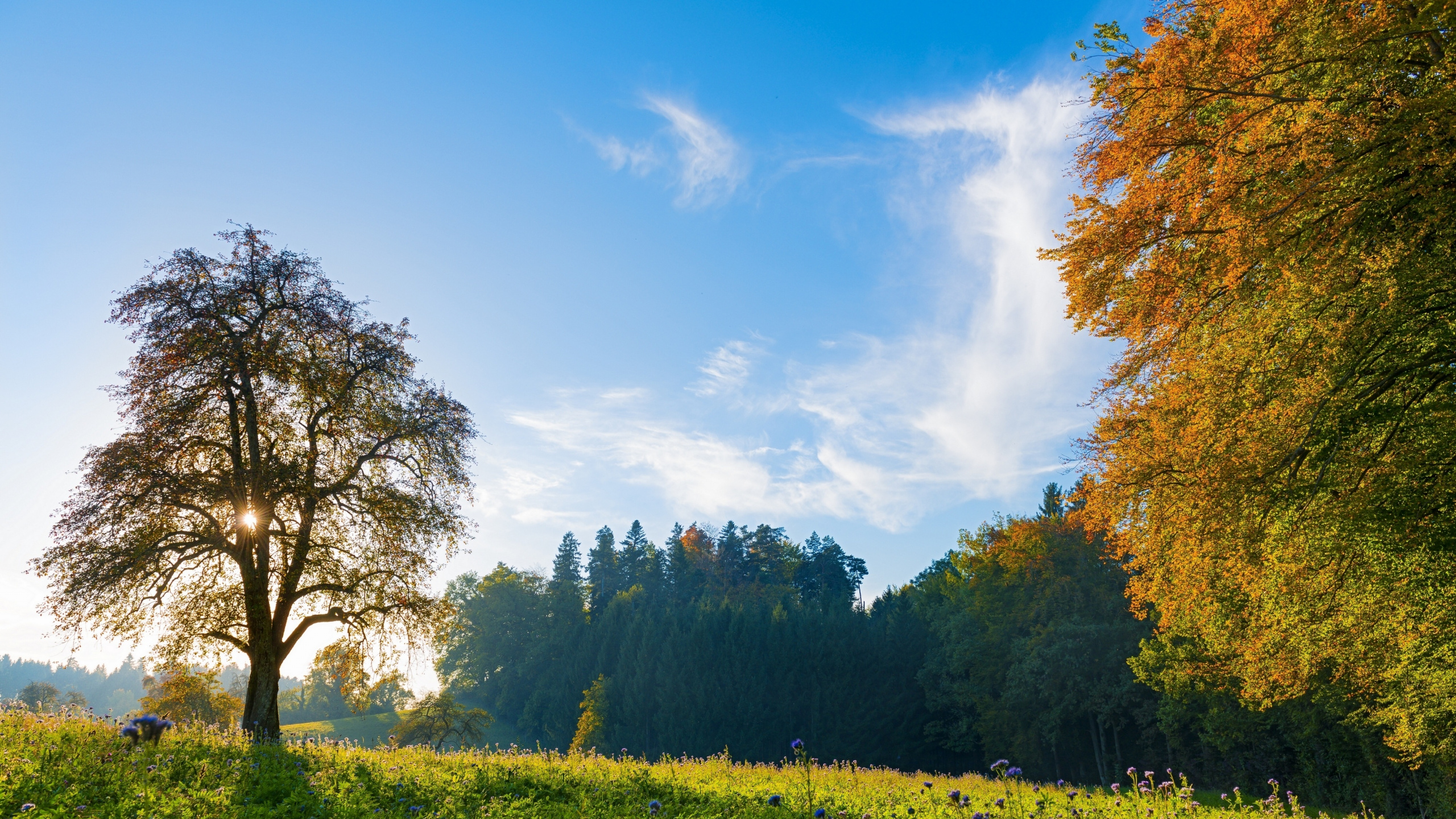 Morning Scenery in Switzerland, Switzerland, Landscape, Cloud, Plant. Wallpaper in 2560x1440 Resolution