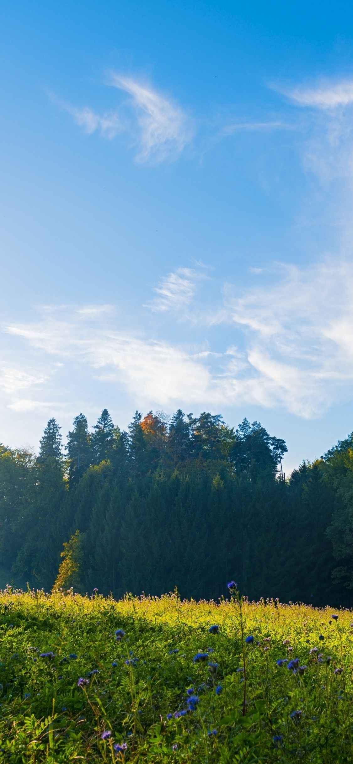 Paisaje de la Mañana en Suiza, Suiza, La Gente en la Naturaleza, Paisaje Natural, Sucursal. Wallpaper in 1125x2436 Resolution