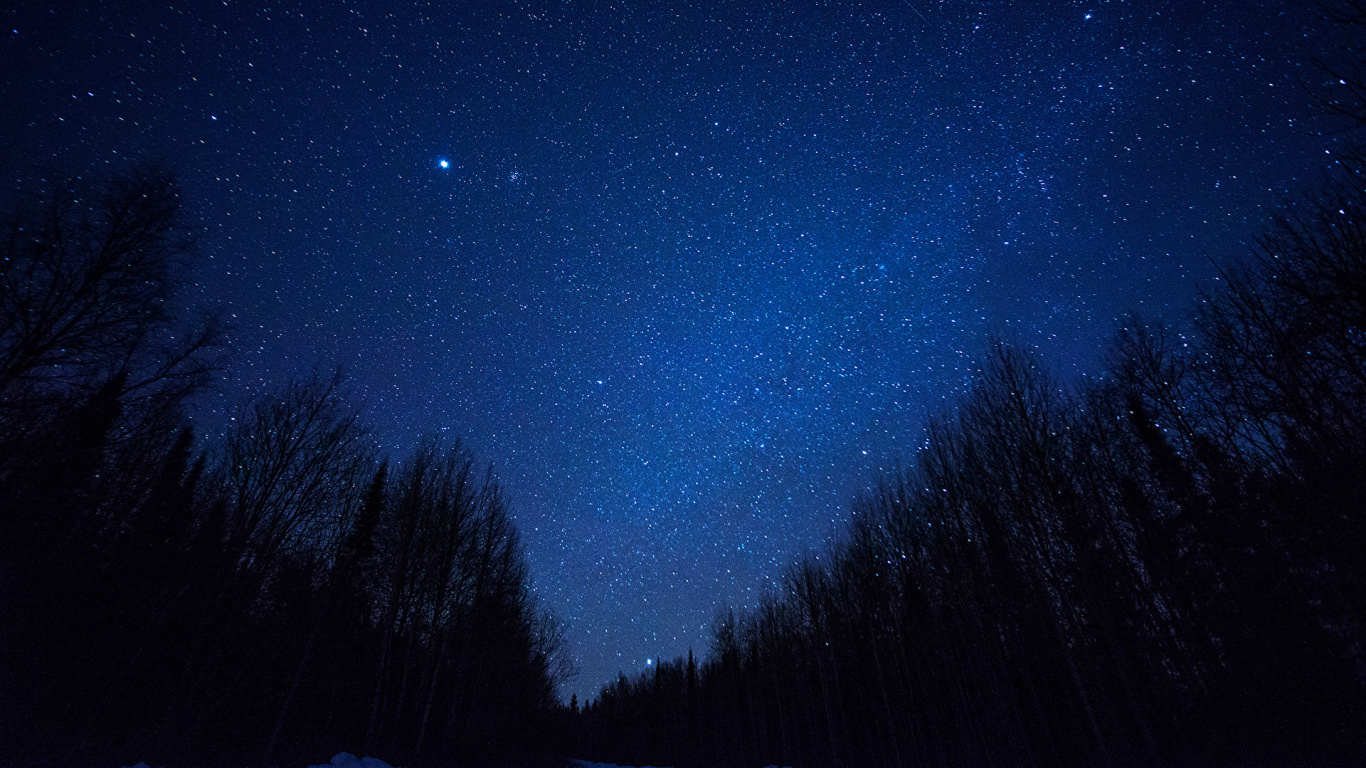 Silhouette D'arbres Sous Ciel Bleu Pendant la Nuit. Wallpaper in 1366x768 Resolution