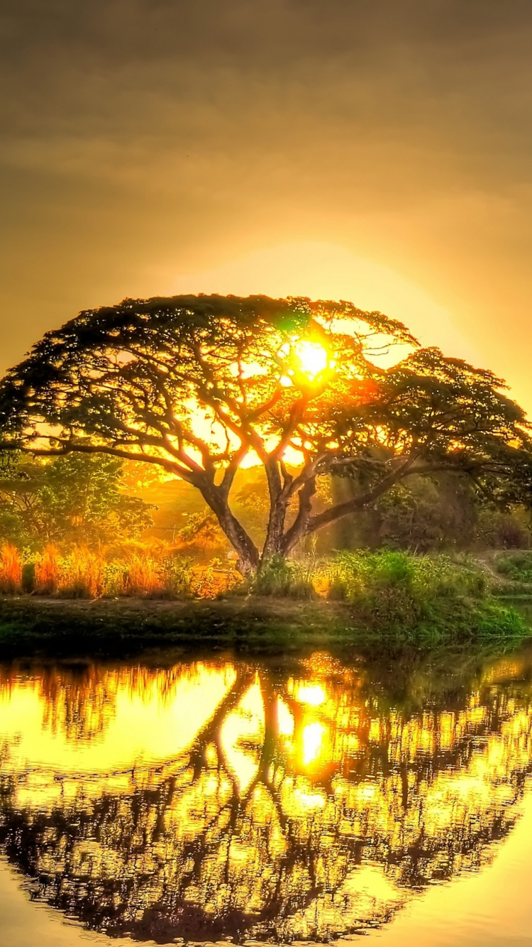 Green Trees Beside Lake During Sunset. Wallpaper in 750x1334 Resolution