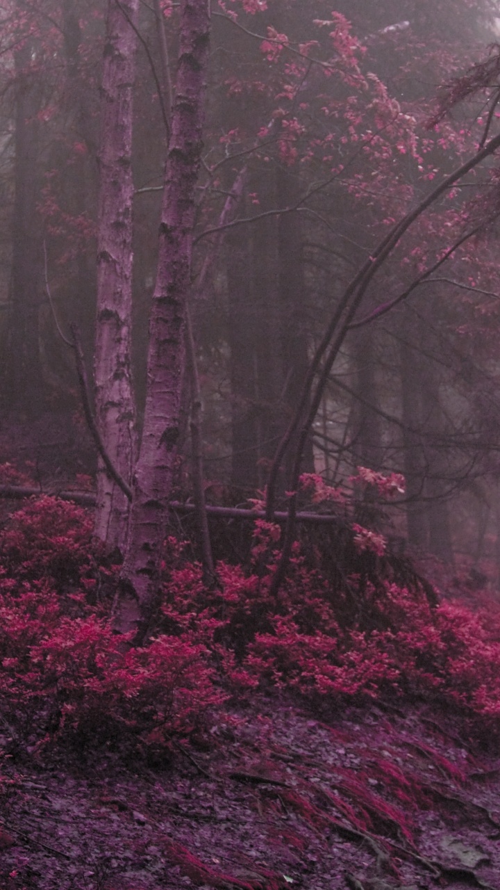 Atmosphère, Dessin, Nature, Paysage Naturel, Forêt Enchantée. Wallpaper in 720x1280 Resolution