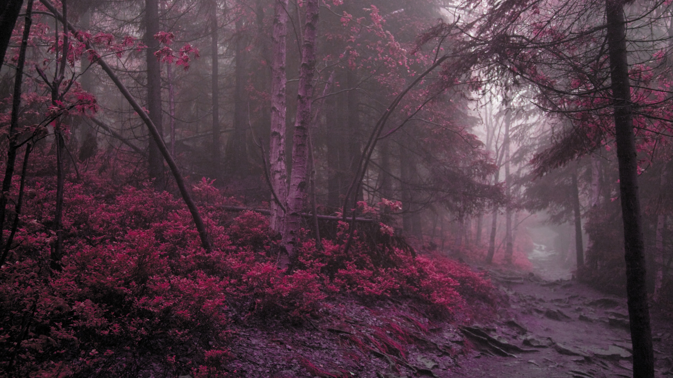 Atmosphere, Drawing, Nature, Natural Landscape, Mystical Forest. Wallpaper in 1366x768 Resolution