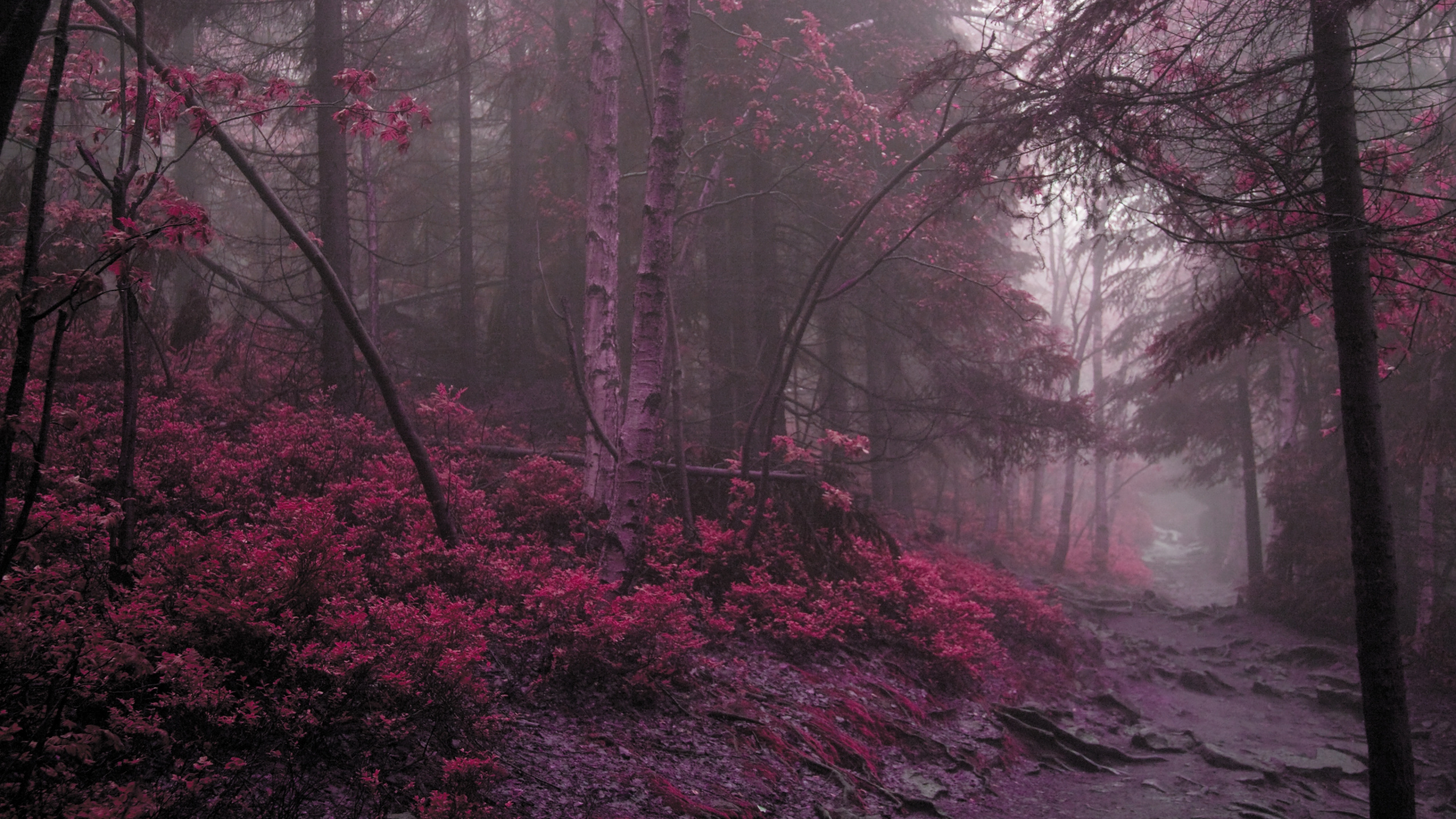Atmosphere, Drawing, Nature, Natural Landscape, Mystical Forest. Wallpaper in 2560x1440 Resolution