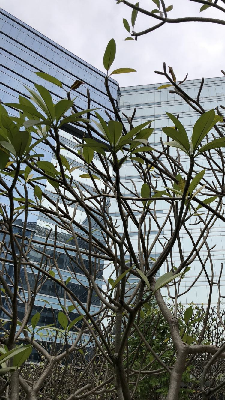 Baum, Blatt, Wissenschaft, Biologie, Pflanzen. Wallpaper in 750x1334 Resolution