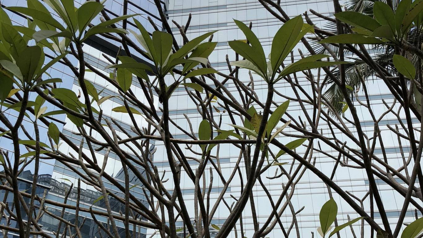 科学, 生物学, 树枝, 植物干 壁纸 1366x768 允许