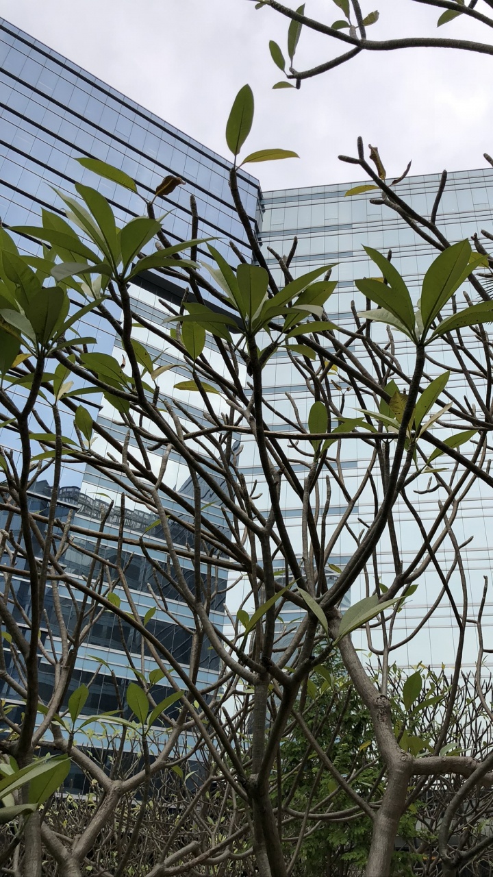 科学, 生物学, 树枝, 植物干 壁纸 720x1280 允许