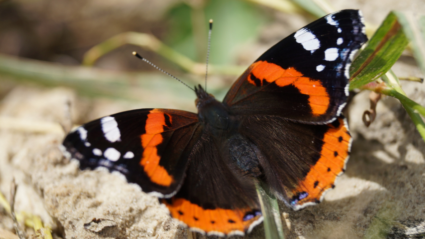 Mariposa Negra Naranja y Blanca Sobre Roca Gris. Wallpaper in 1366x768 Resolution