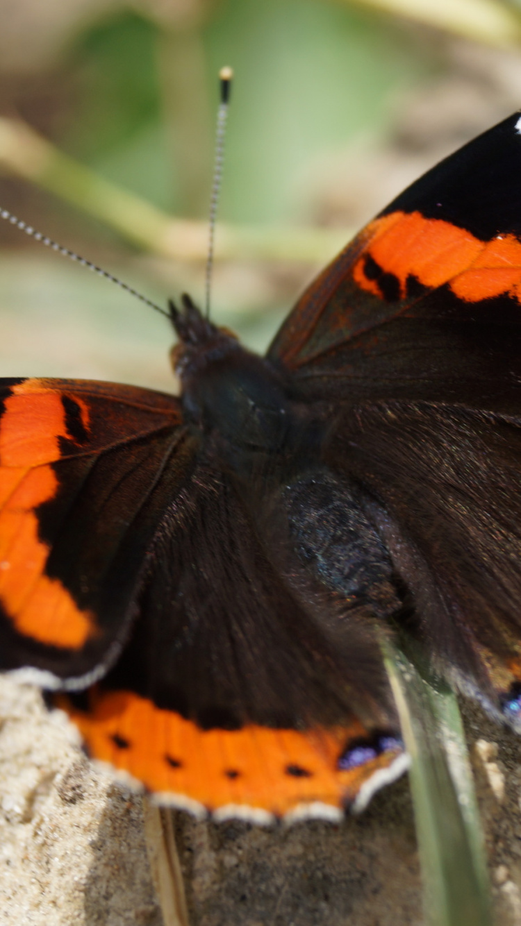 Mariposa Negra Naranja y Blanca Sobre Roca Gris. Wallpaper in 750x1334 Resolution