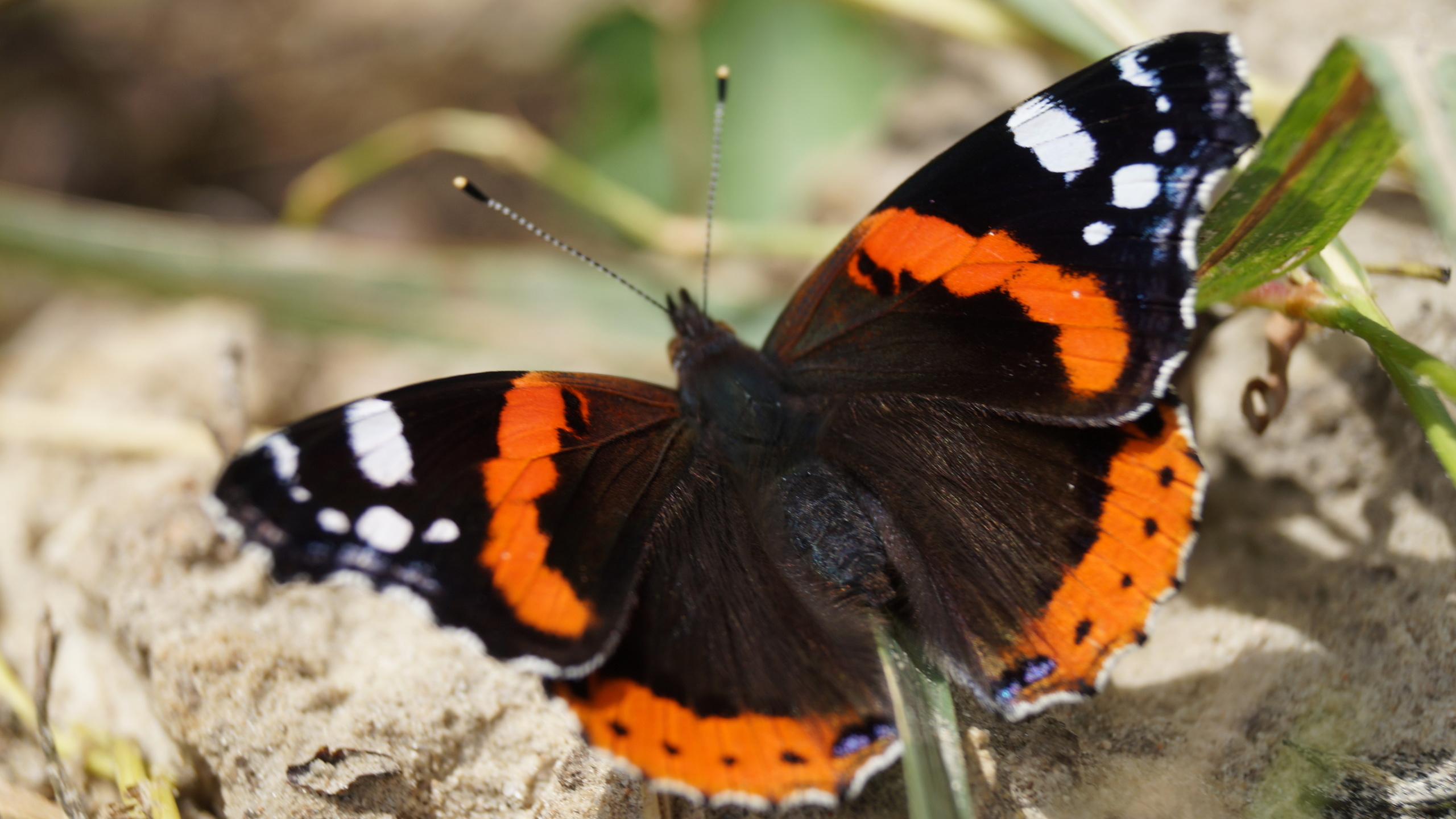 Black Orange and White Butterfly on Gray Rock. Wallpaper in 2560x1440 Resolution