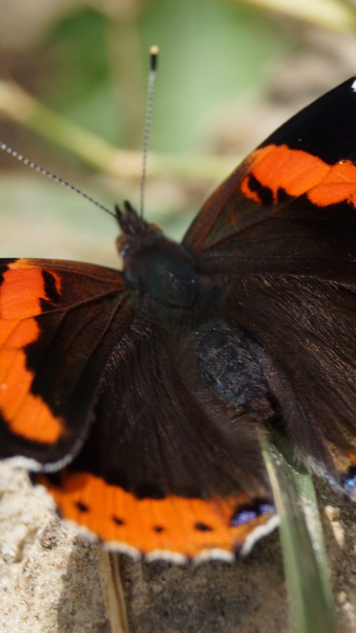 Schwarz-orange Und Weißer Schmetterling Auf Grauem Felsen. Wallpaper in 720x1280 Resolution