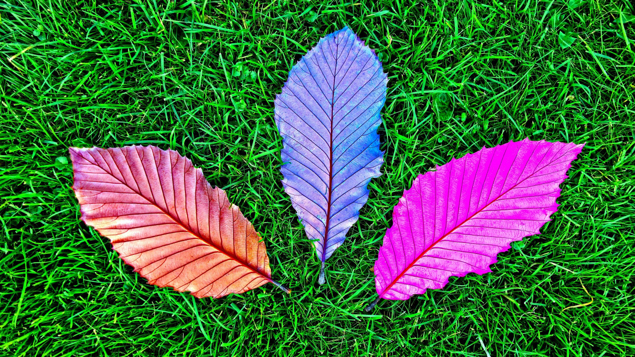 Purple and White Leaf on Green Grass. Wallpaper in 1280x720 Resolution