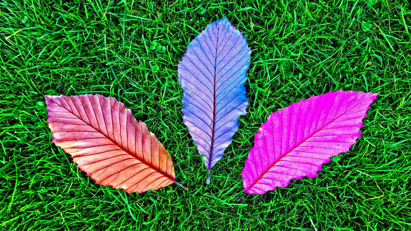 Purple and White Leaf on Green Grass. Wallpaper in 1366x768 Resolution