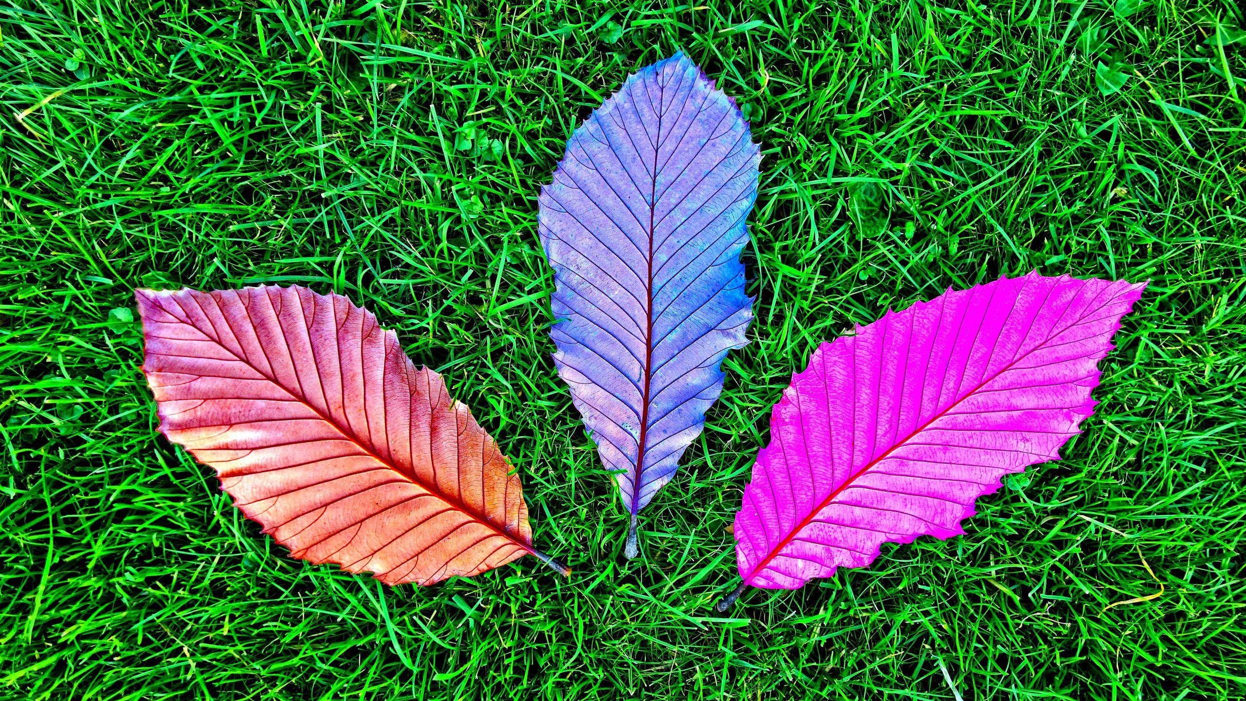 Purple and White Leaf on Green Grass. Wallpaper in 2560x1440 Resolution